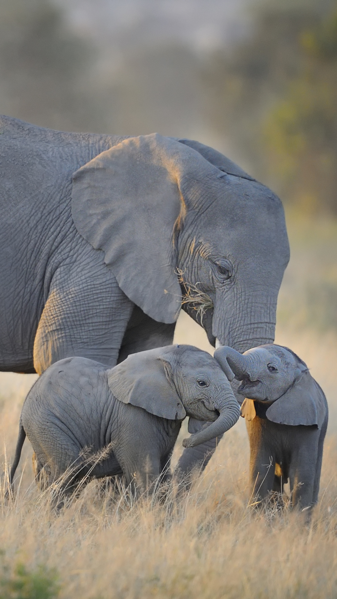 Descarga gratuita de fondo de pantalla para móvil de Animales, Amor, Elefantes, Sonreír, Lindo, Elefante, Parejas, Bebe Animal, Elefante Africano De Sabana.