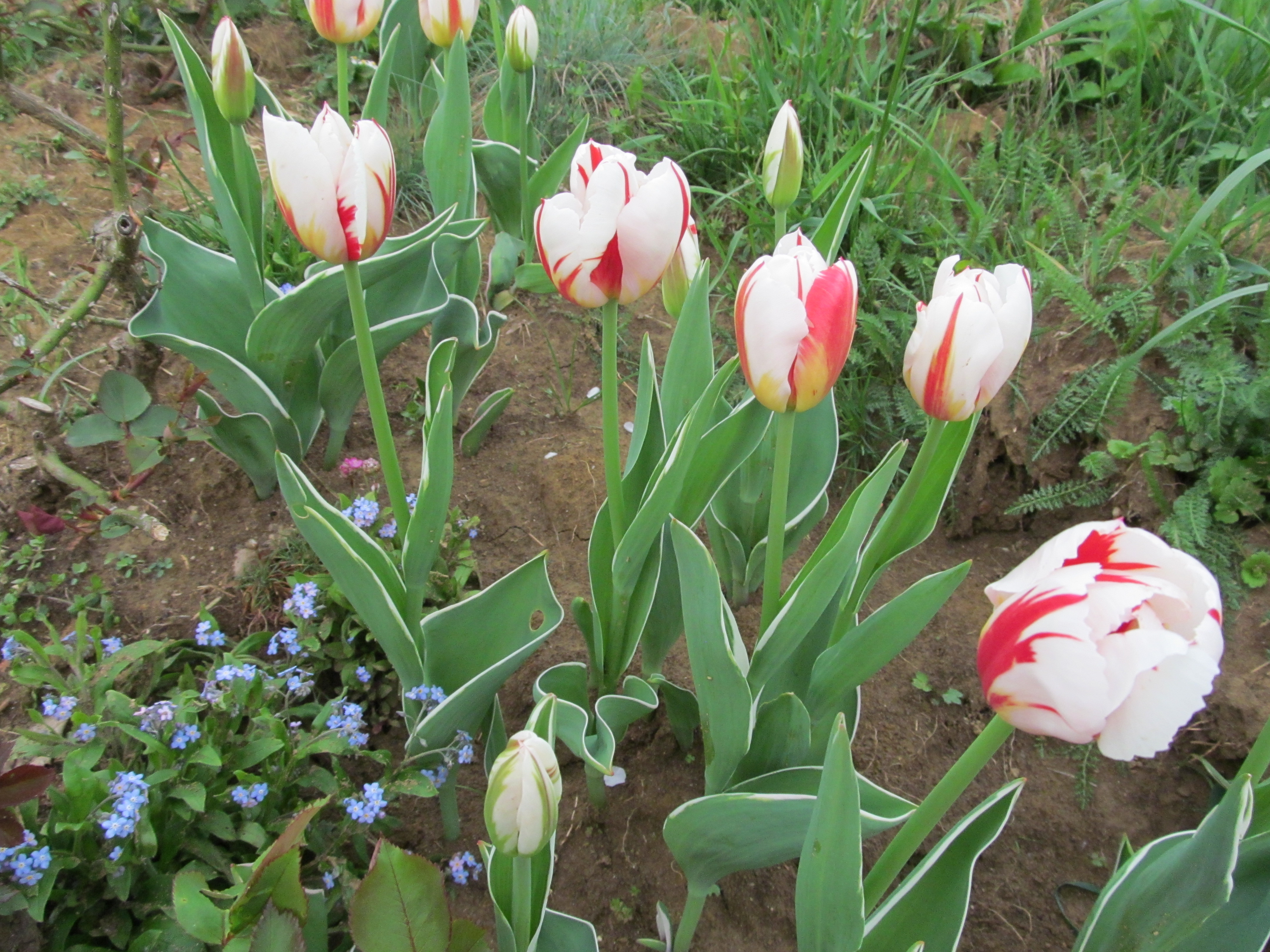 Descarga gratis la imagen Tulipán, Flores, Flor, Tierra/naturaleza en el escritorio de tu PC