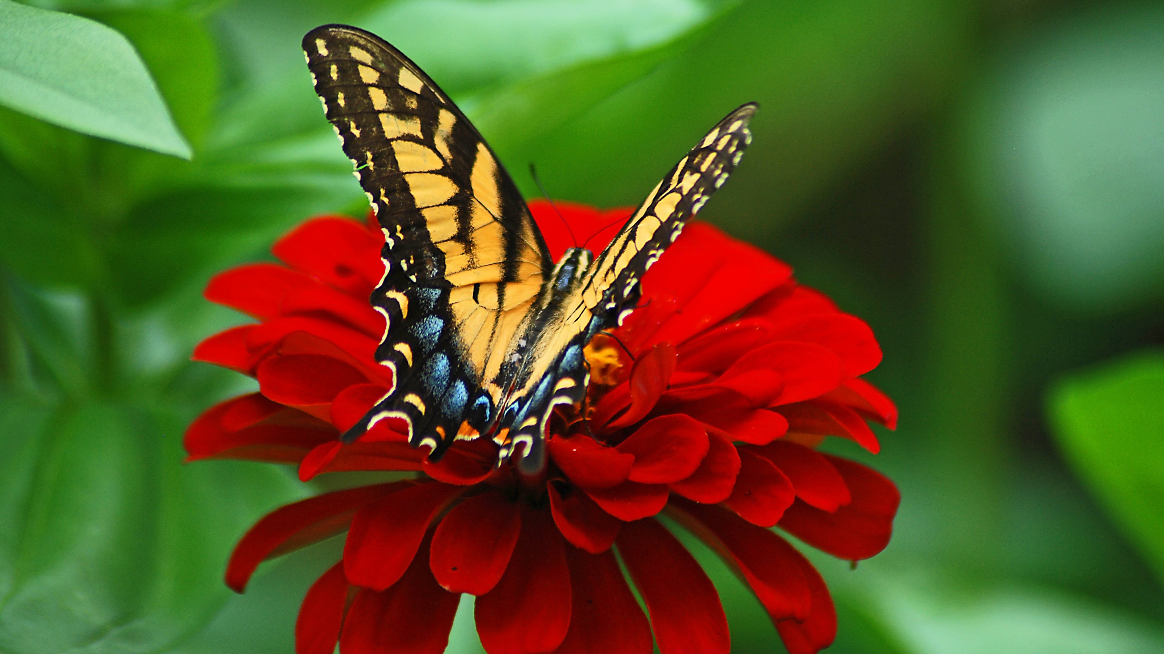 738364 descargar fondo de pantalla flor roja, flor, mariposa, animales, de cerca, insecto, pétalo: protectores de pantalla e imágenes gratis