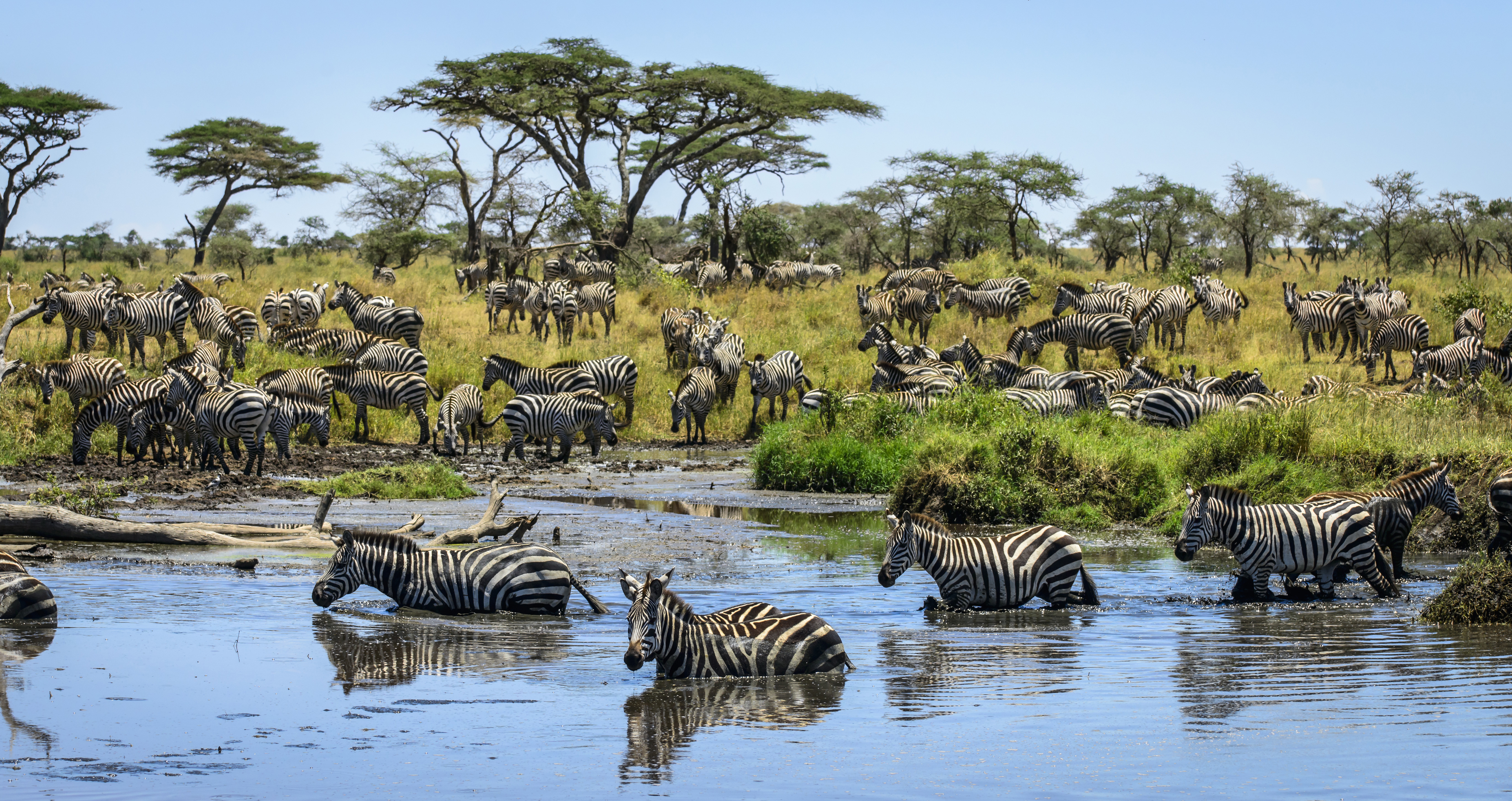 Laden Sie das Tiere, Zebra, Savanne-Bild kostenlos auf Ihren PC-Desktop herunter