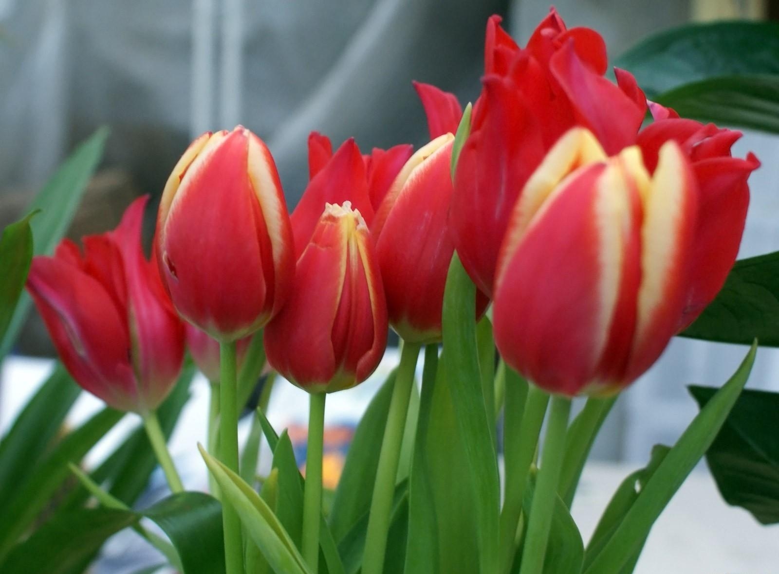 117566 télécharger le fond d'écran fleurs, tulipes, fermer, gros plan, légumes verts, verdure, bouquet, printemps, source - économiseurs d'écran et images gratuitement