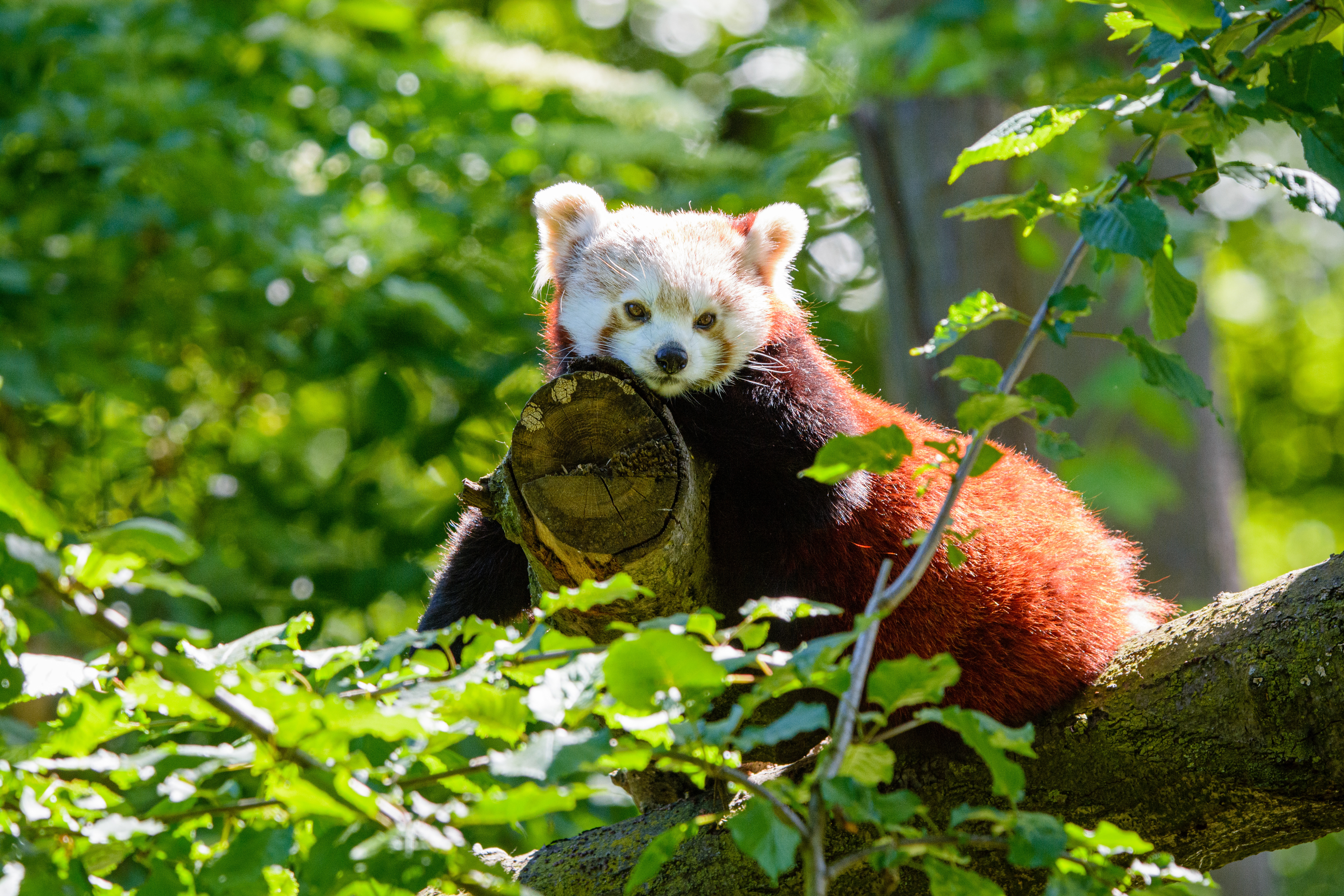 Скачать картинку Дерево, Взгляд, Животные, Красная Панда, Панда в телефон бесплатно.