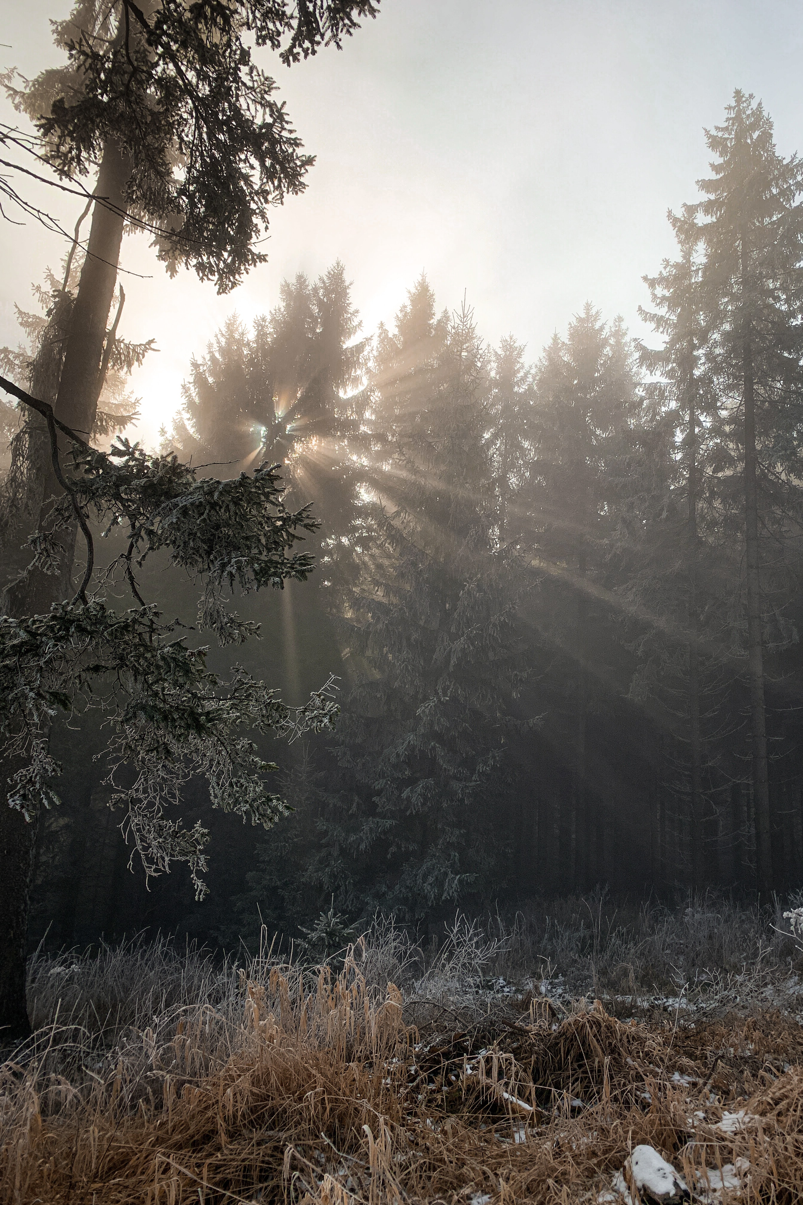 forest, nature, trees, frost, foliage, lights of a sun, rays of the sun