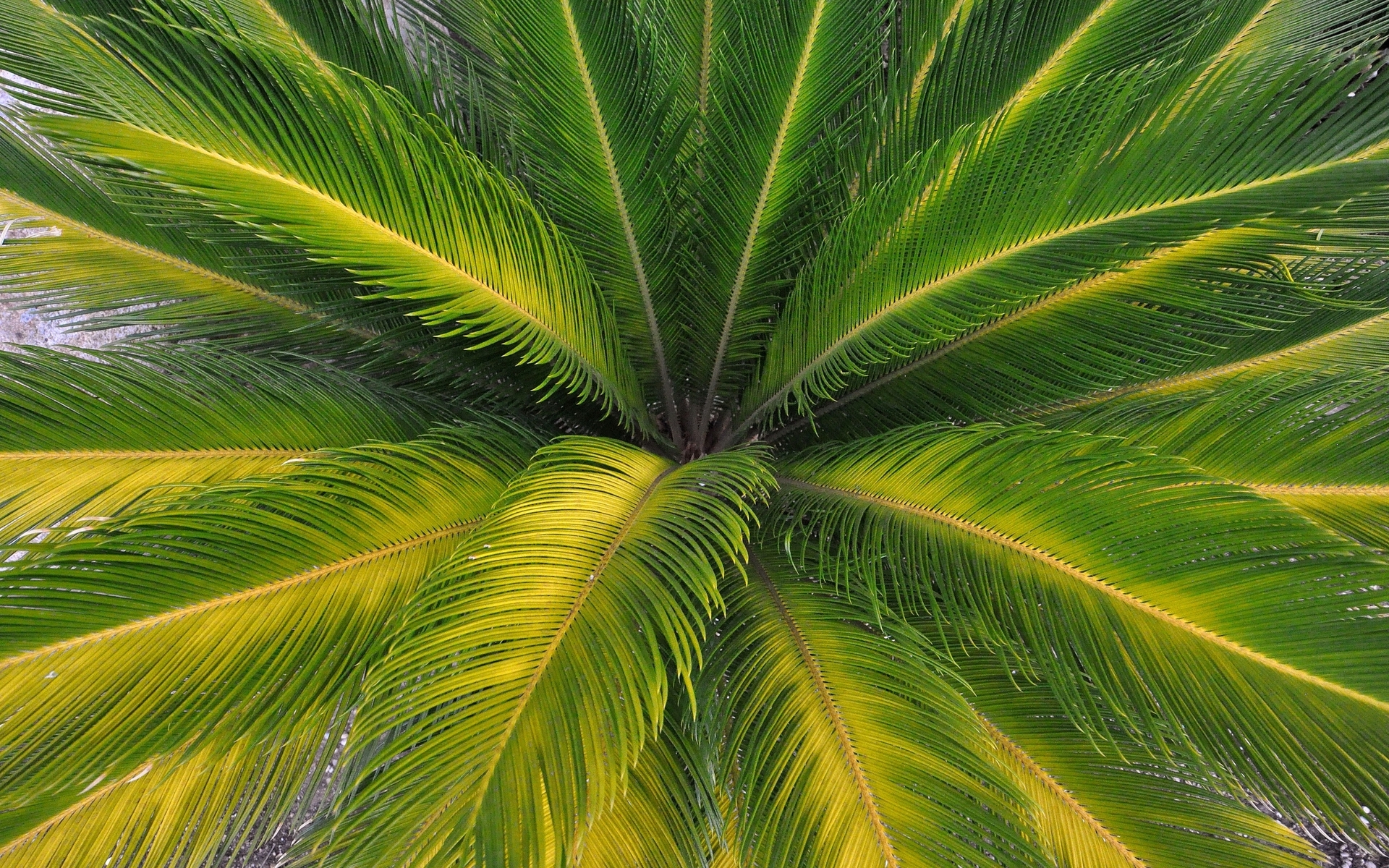 Download mobile wallpaper Tree, Leaf, Earth, Palm Tree for free.