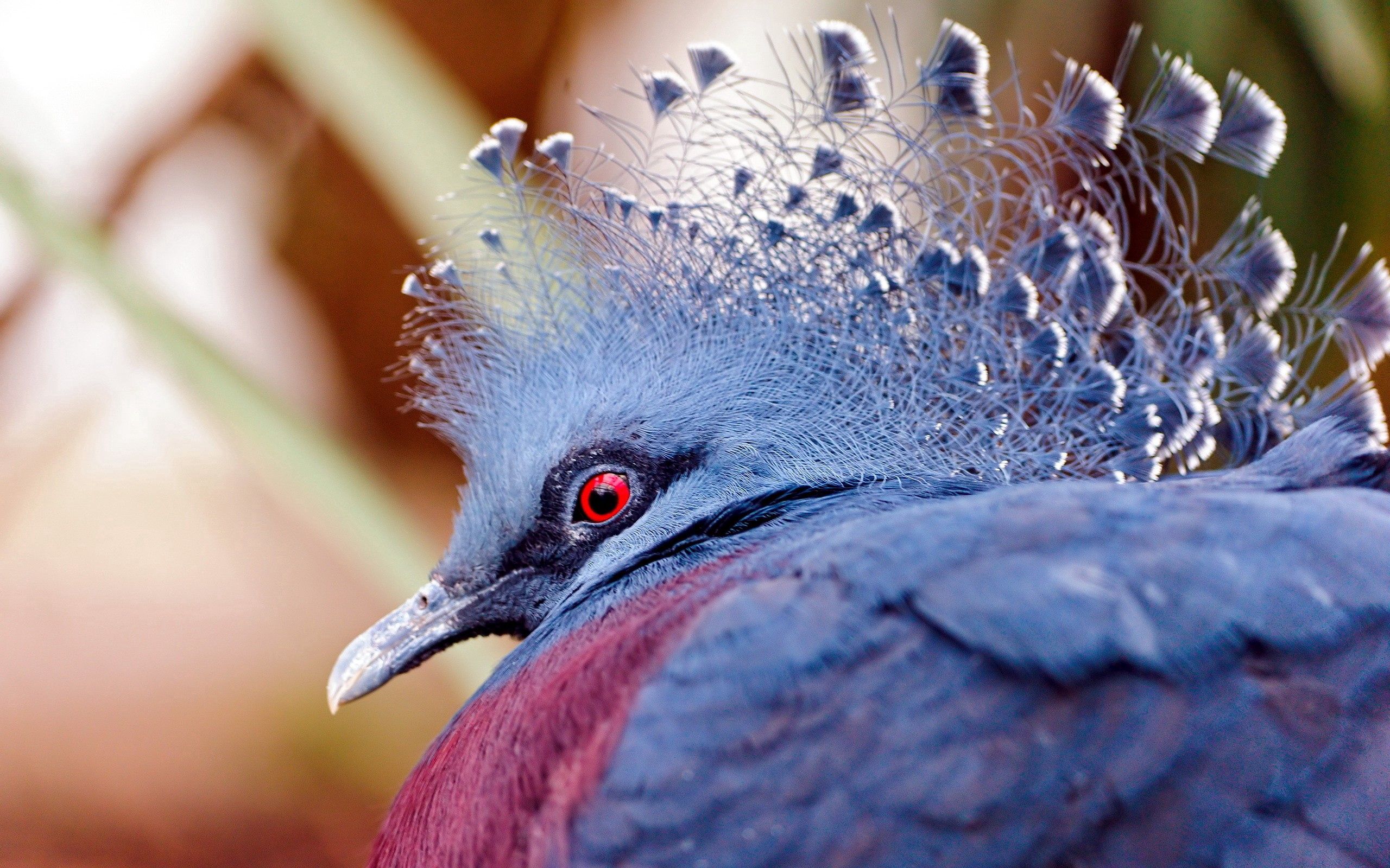 Laden Sie das Kopf, Vogel, Schön, Tiere, Pfau-Bild kostenlos auf Ihren PC-Desktop herunter