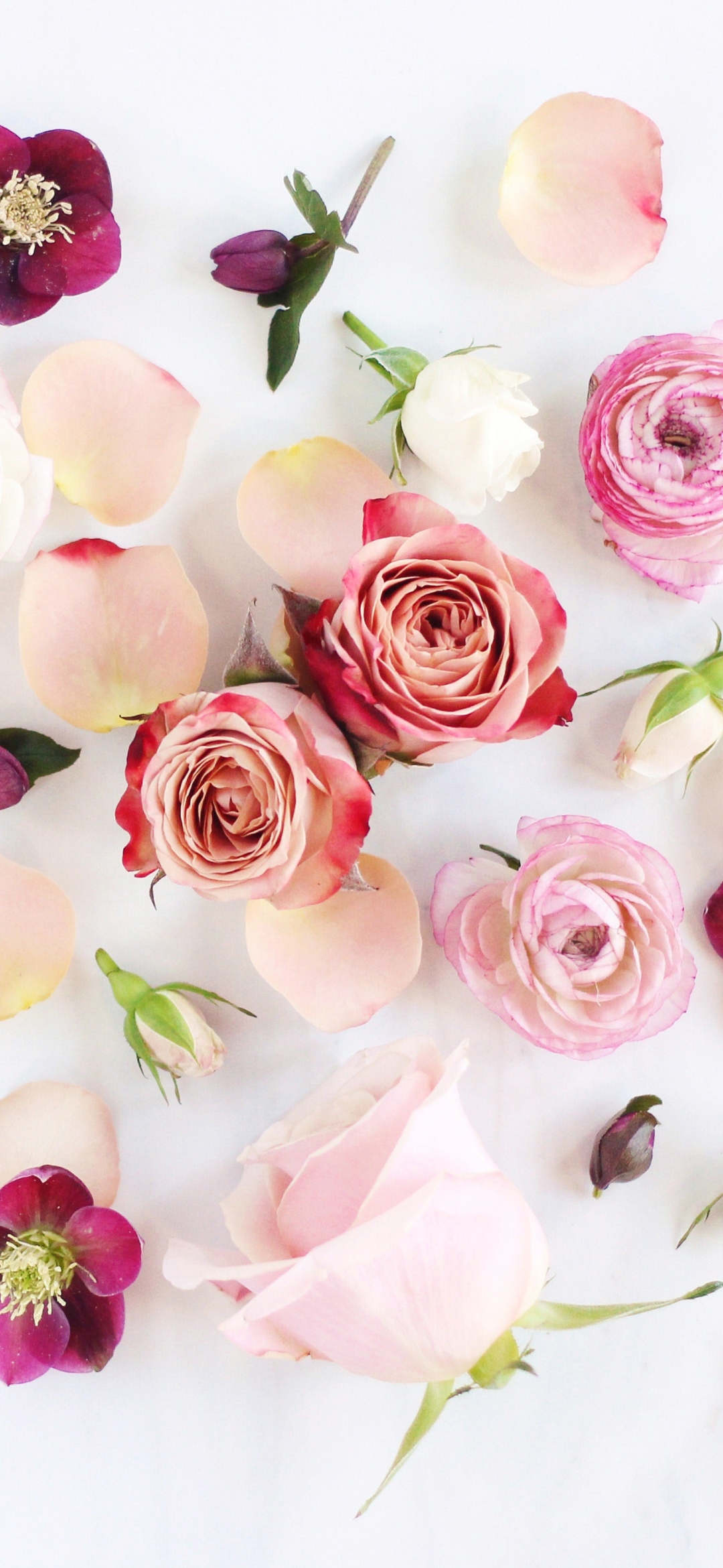 無料モバイル壁紙フラワーズ, 花, 薔薇, 芸術的, 牡丹, アネモネ, 白い花, ピンクの花をダウンロードします。