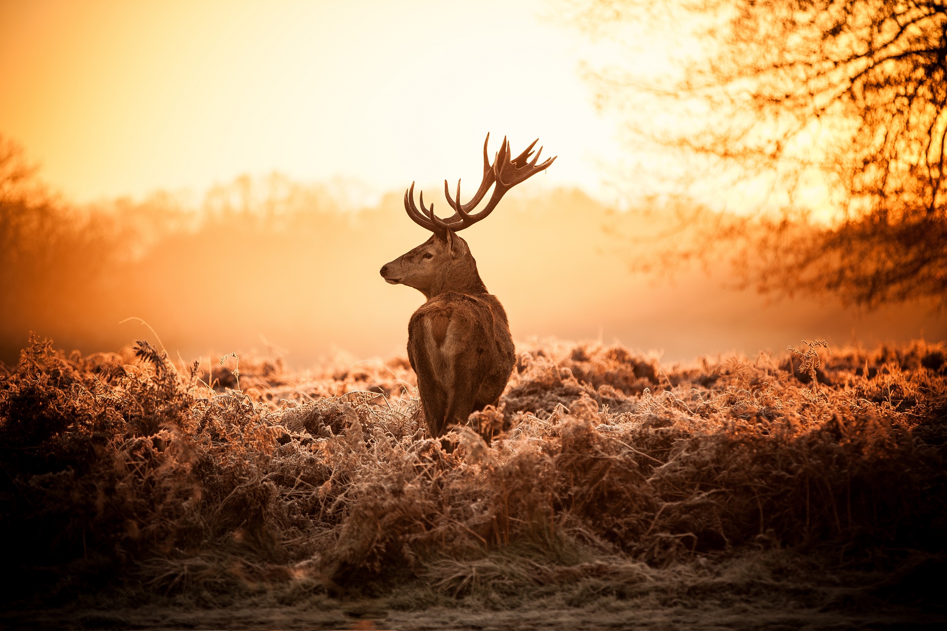 Handy-Wallpaper Tiere, Hirsch kostenlos herunterladen.