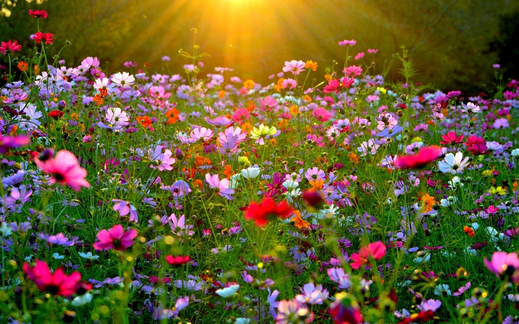 Laden Sie das Natur, Blumen, Feld, Farben, Bunt, Erde/natur, Pinke Blume, Kosmeen-Bild kostenlos auf Ihren PC-Desktop herunter