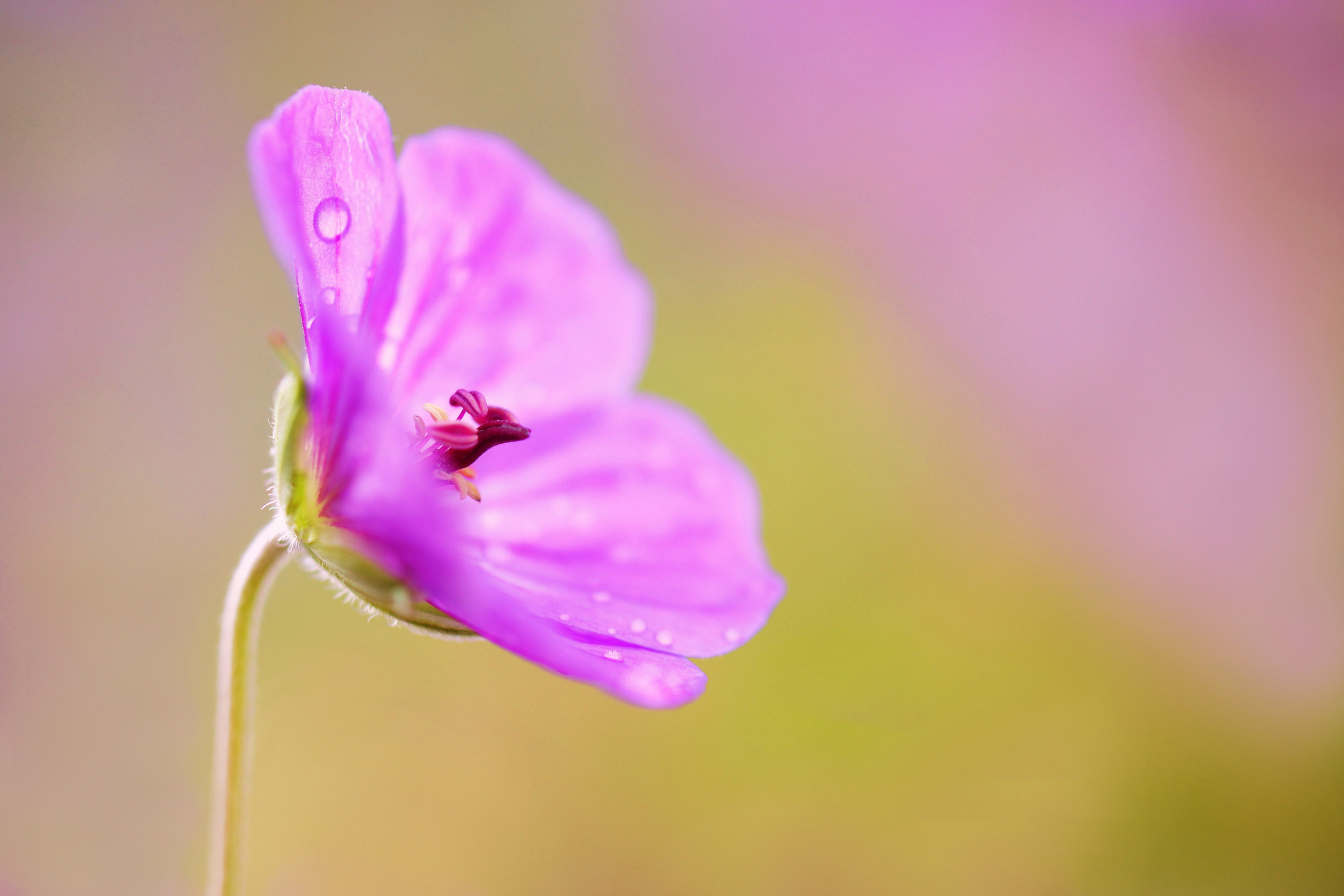 earth, geranium, close up, flower, nature, pink flower, flowers