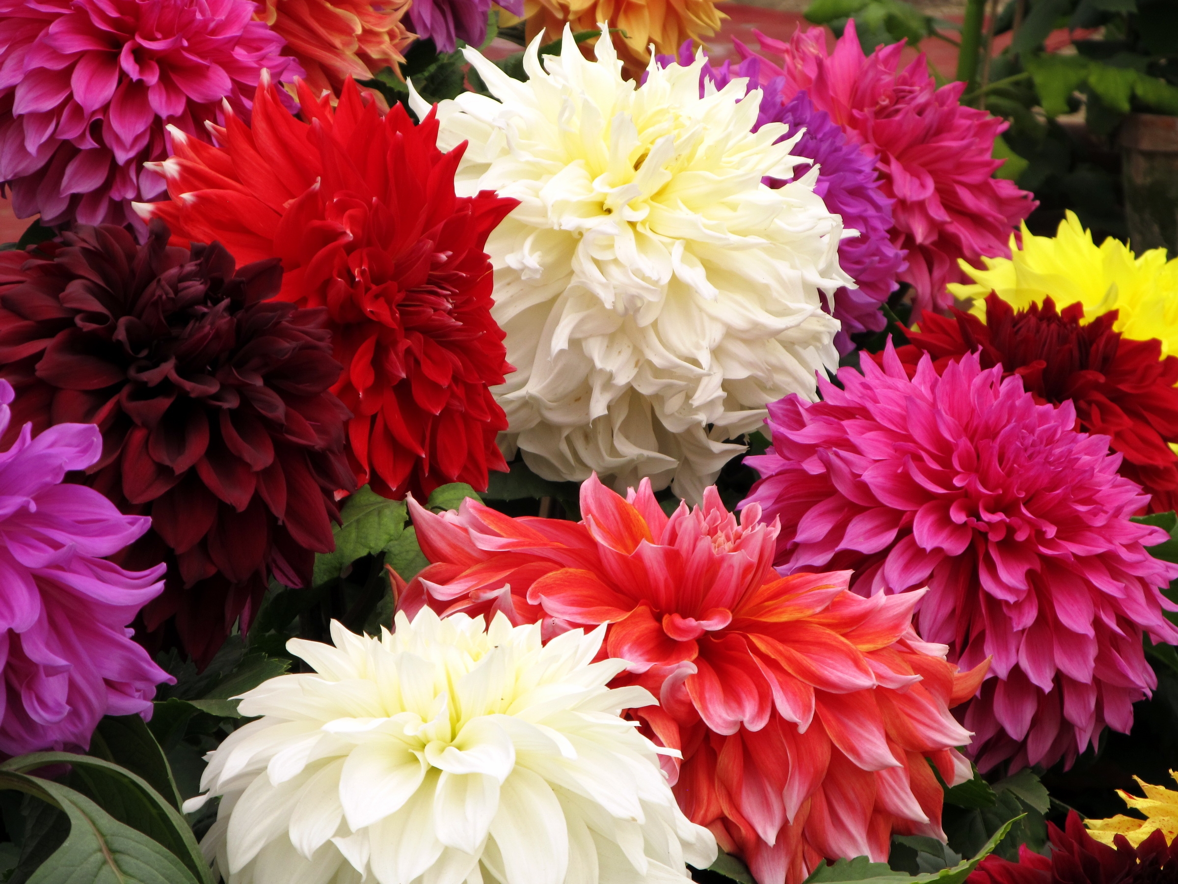 flowers, bouquet, bright, close up, dahlias, different cell phone wallpapers