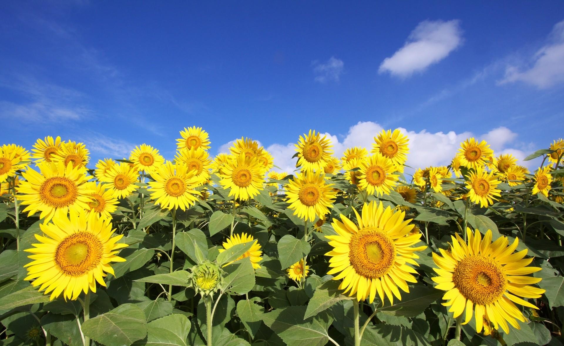 72893 завантажити картинку соняшники, квіти, небо, хмари, поле, сонячно, сонячний - шпалери і заставки безкоштовно