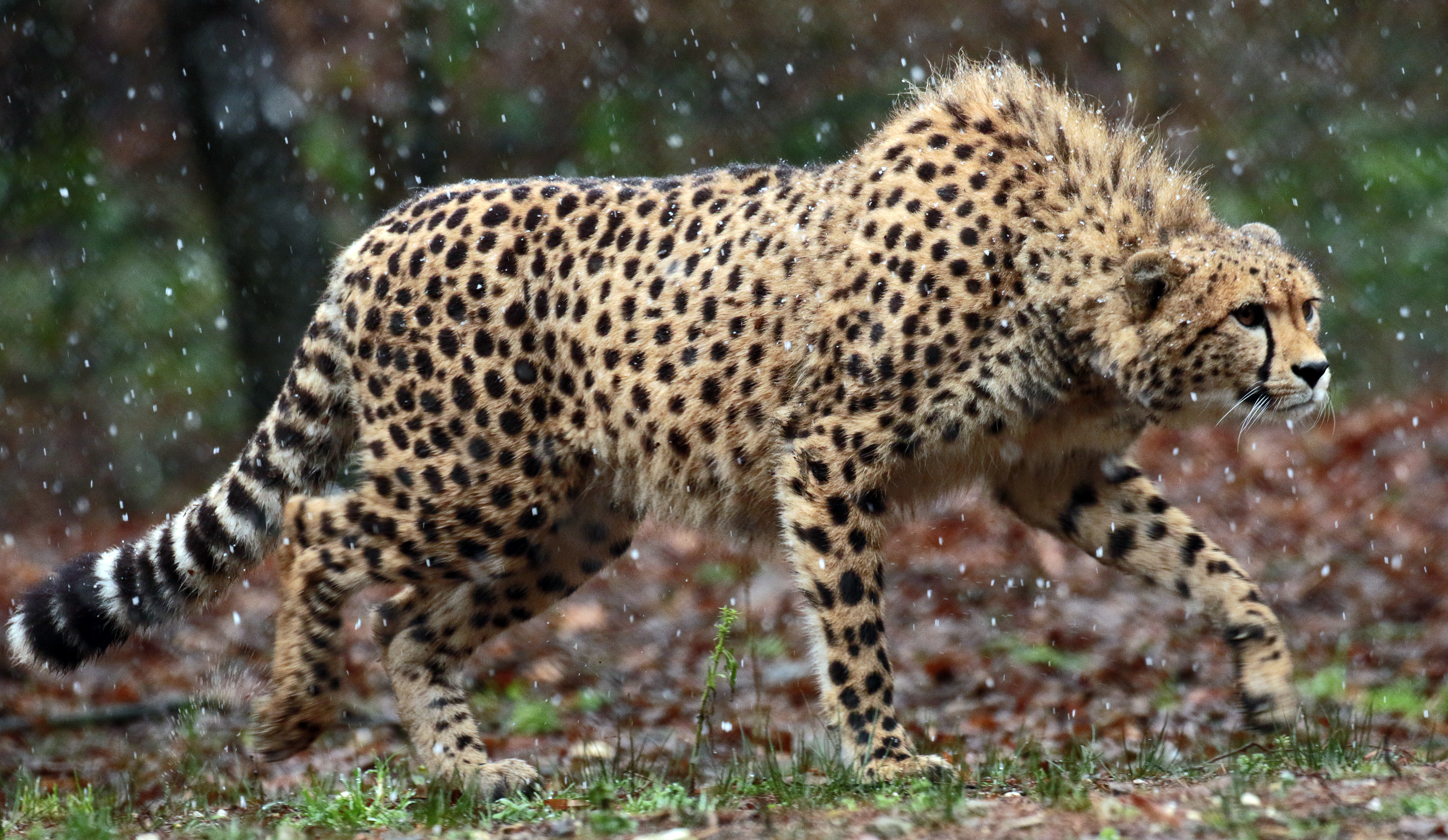 Handy-Wallpaper Gepard, Katzen, Tiere kostenlos herunterladen.