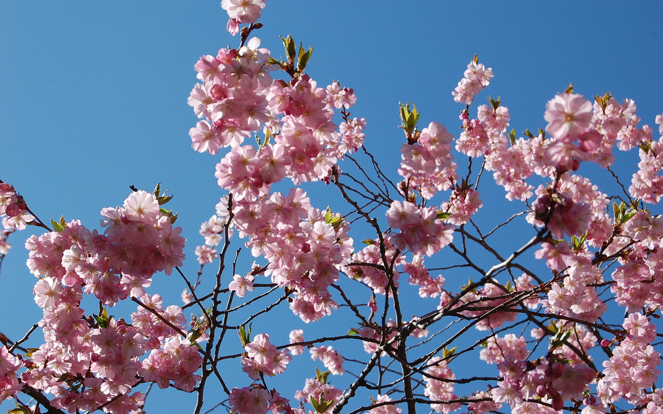 無料モバイル壁紙フラワーズ, 葉, ブランチ, 枝, 咲く, 開花, スカイ, 春をダウンロードします。