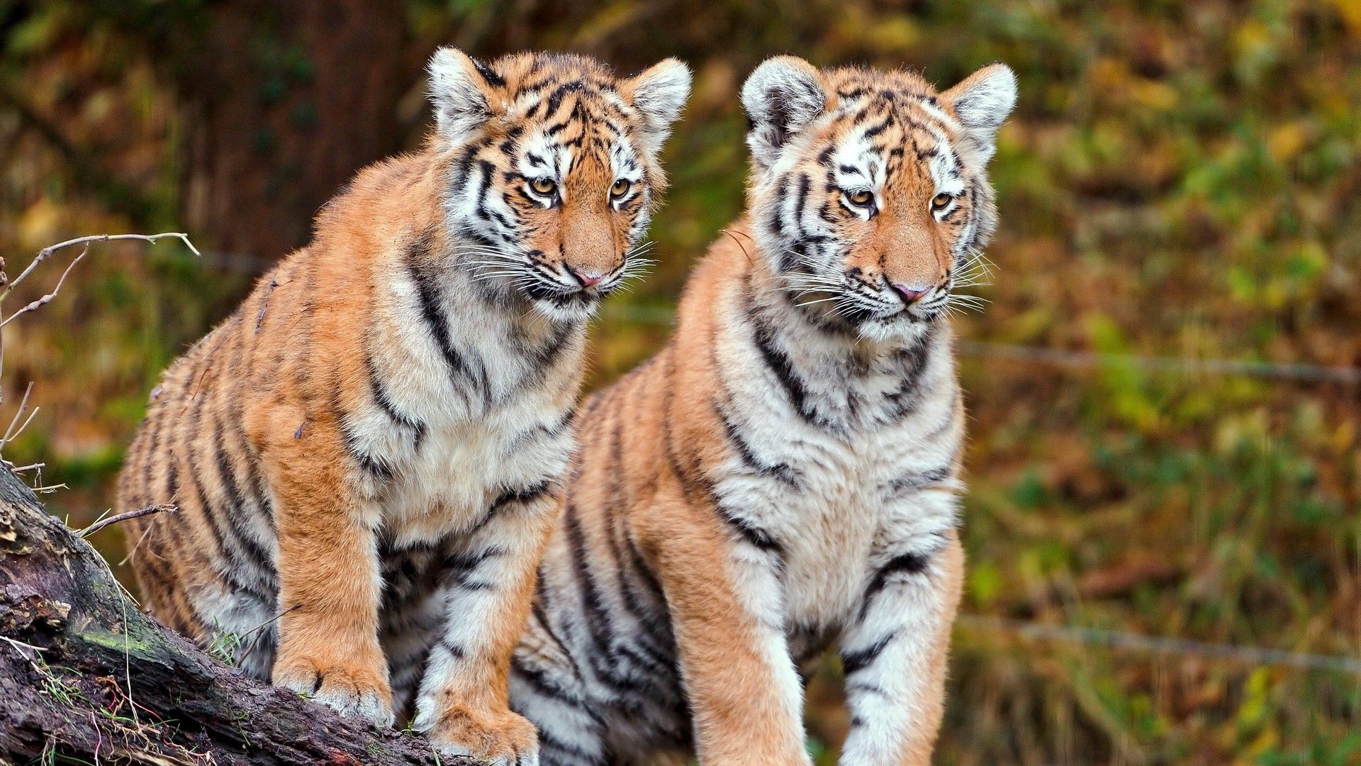 105025 скачать обои тигры, пара, большие кошки, животные, сидеть - заставки и картинки бесплатно