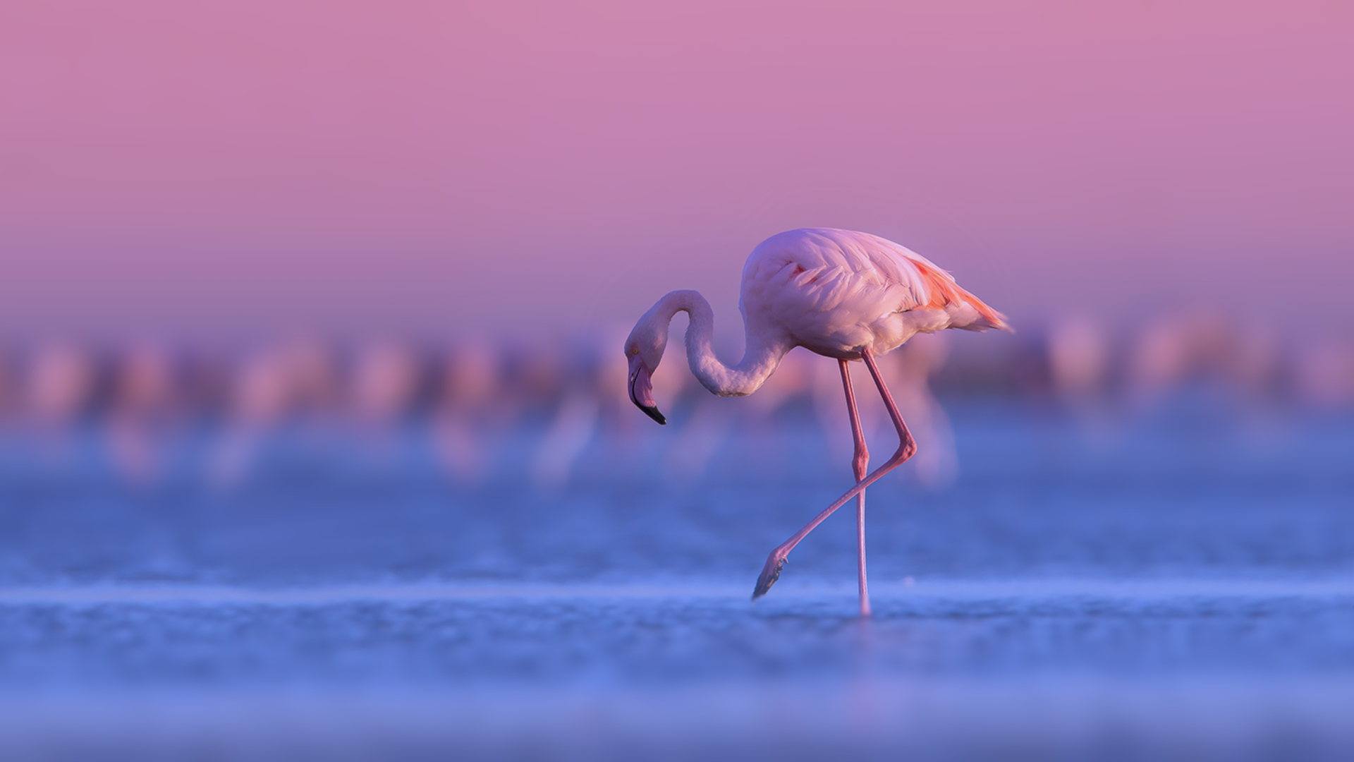 Download mobile wallpaper Birds, Water, Sunset, Flamingo, Bird, Animal for free.