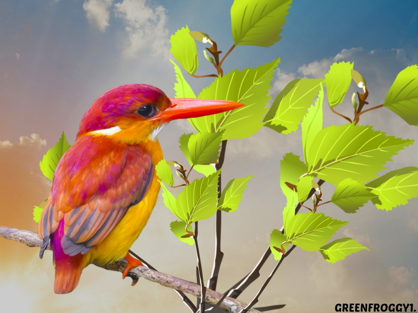 kingfisher, animal, birds Full HD