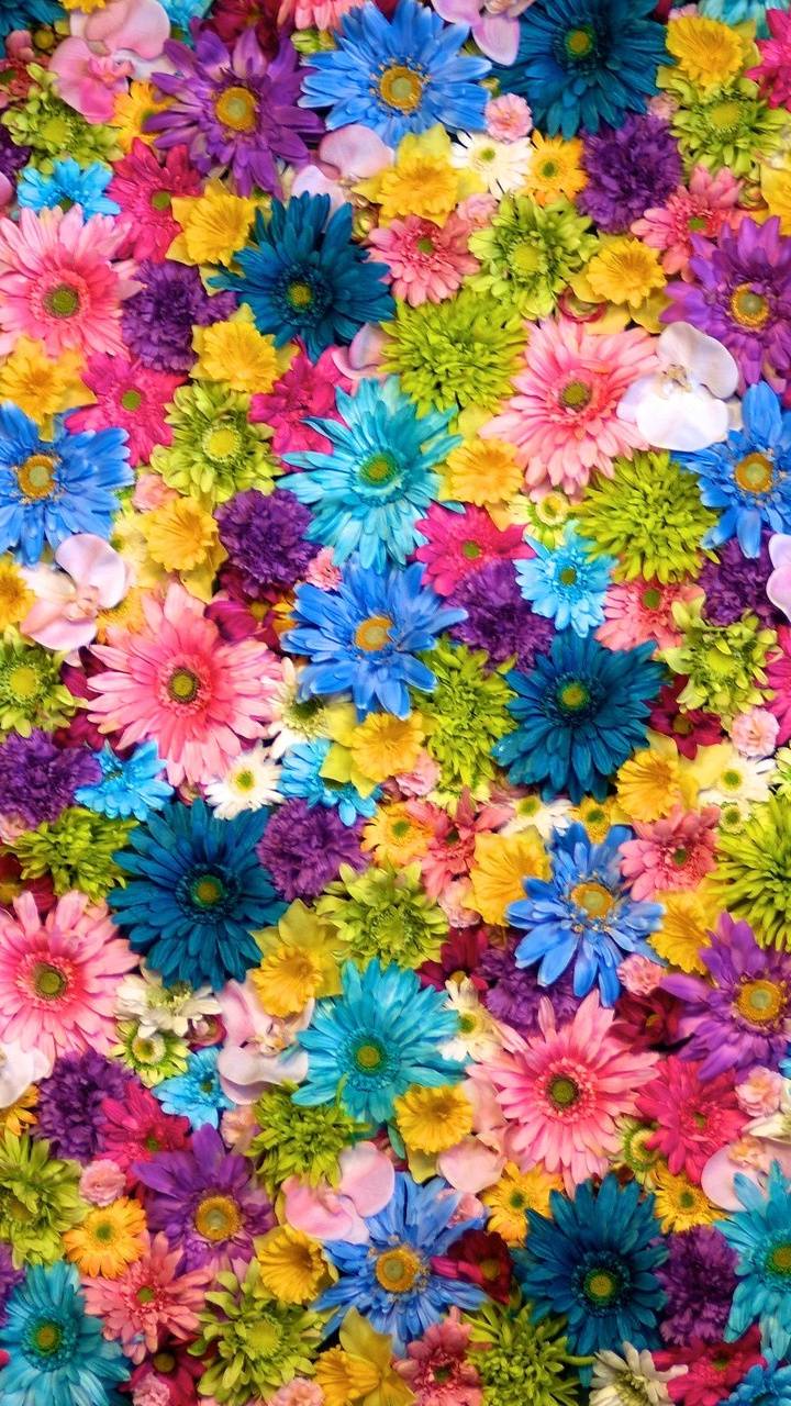 Handy-Wallpaper Blumen, Blume, Erde, Farben, Bunt, Erde/natur kostenlos herunterladen.