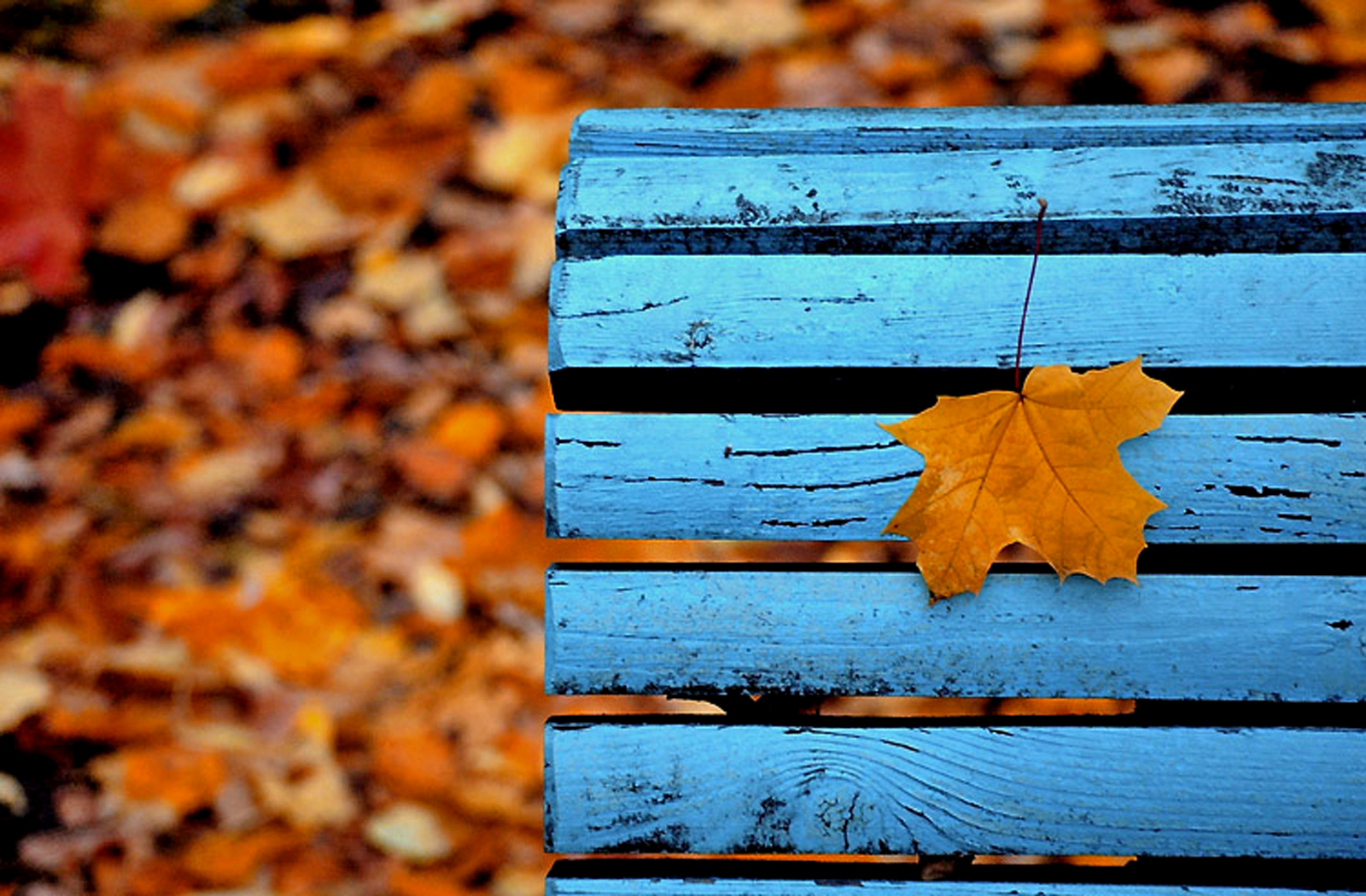 Laden Sie das Herbst, Fotografie-Bild kostenlos auf Ihren PC-Desktop herunter