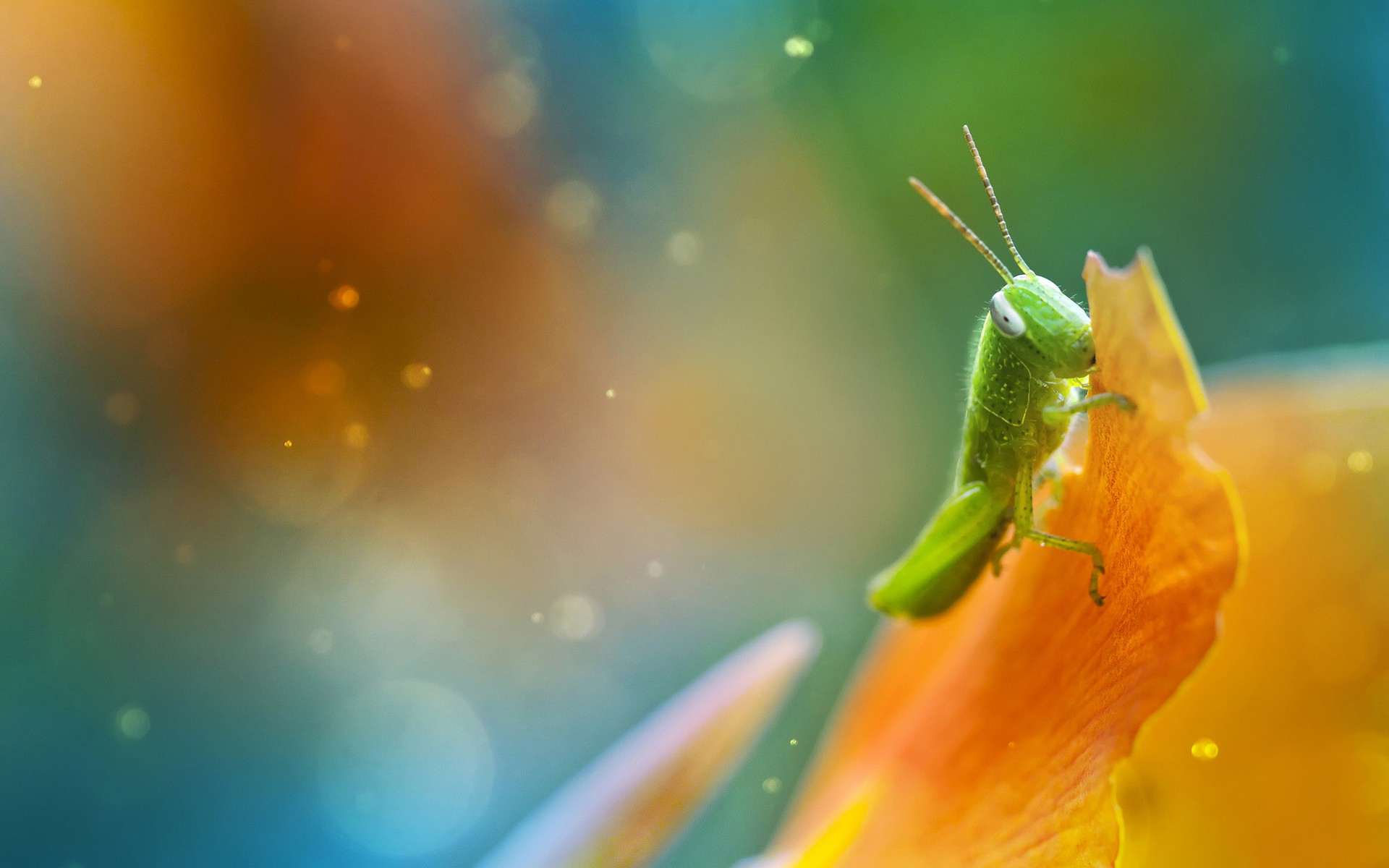 Download mobile wallpaper Insect, Animal for free.