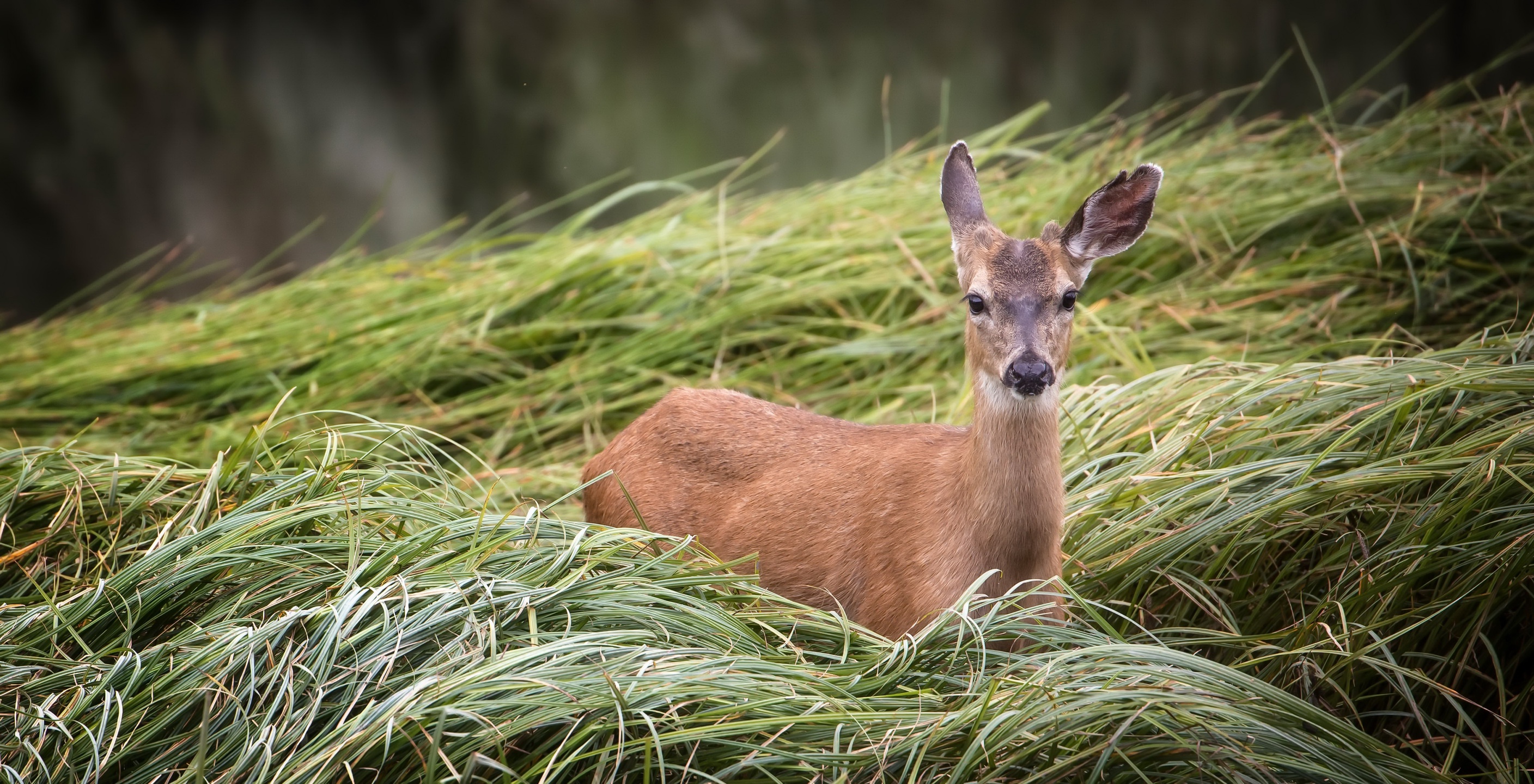 Handy-Wallpaper Tiere, Hirsch, Gras, Starren kostenlos herunterladen.