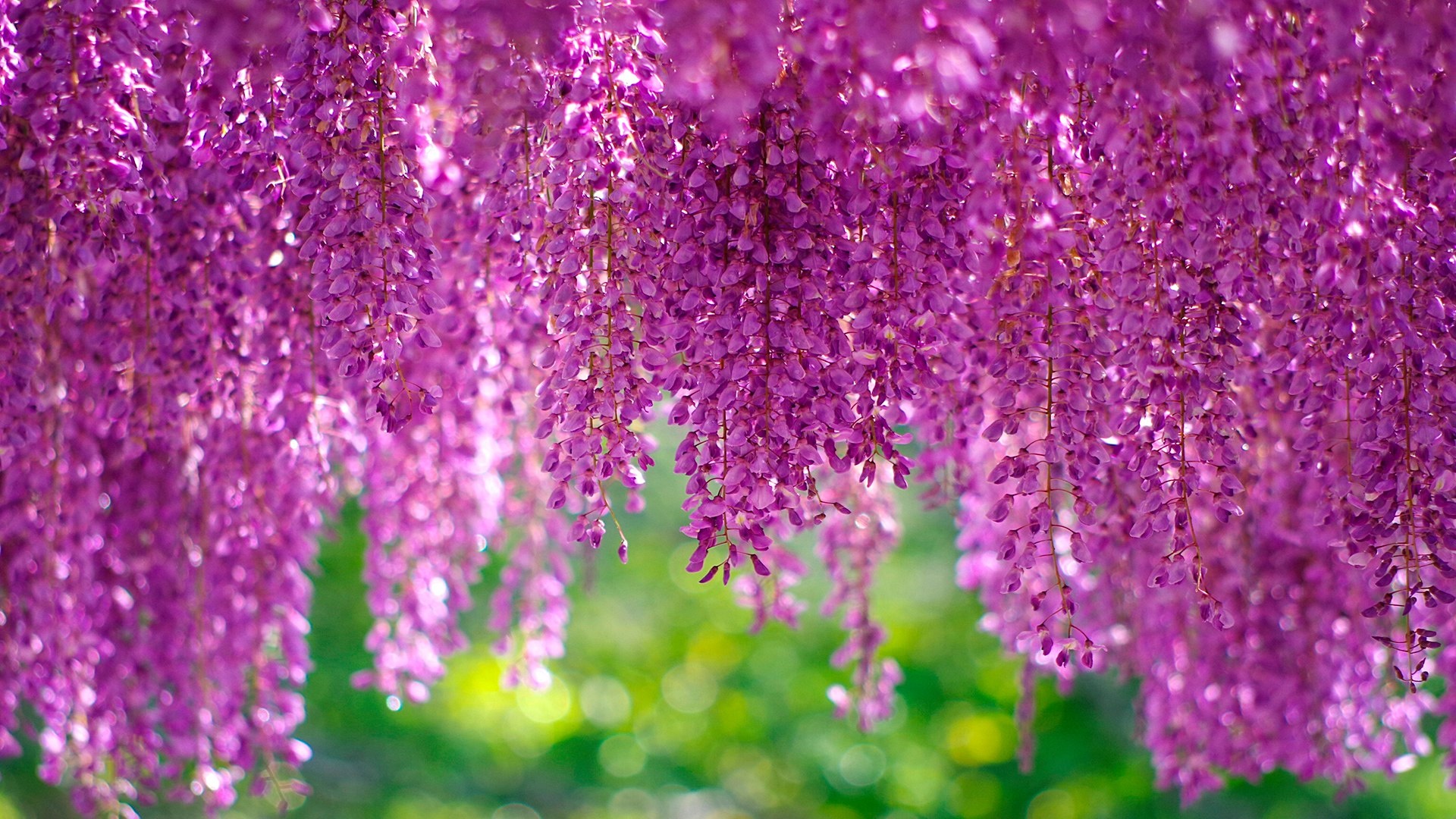 Free download wallpaper Earth, Wisteria, Pink Flower on your PC desktop