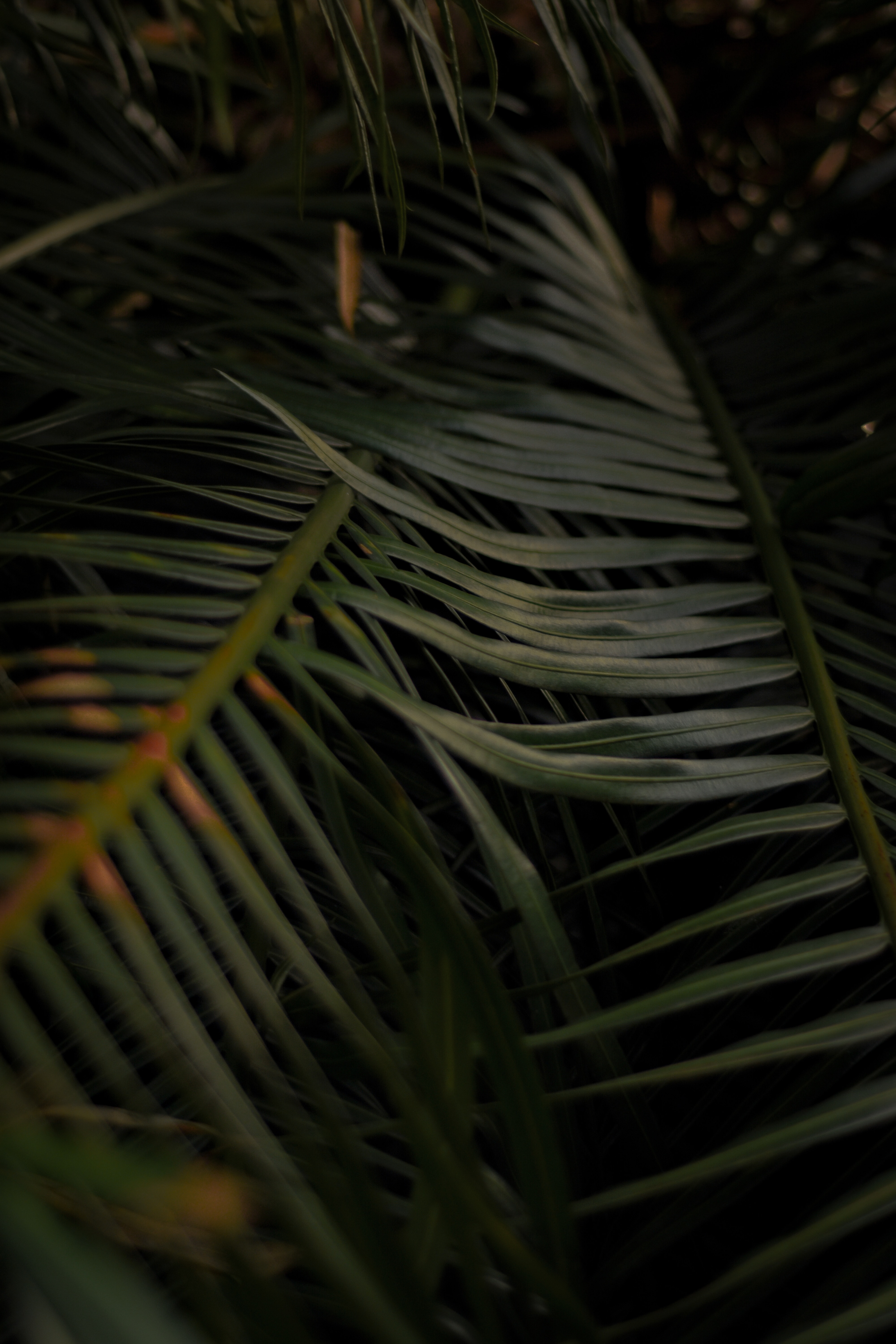 Download mobile wallpaper Branches, Leaves, Macro, Plant, Palm for free.