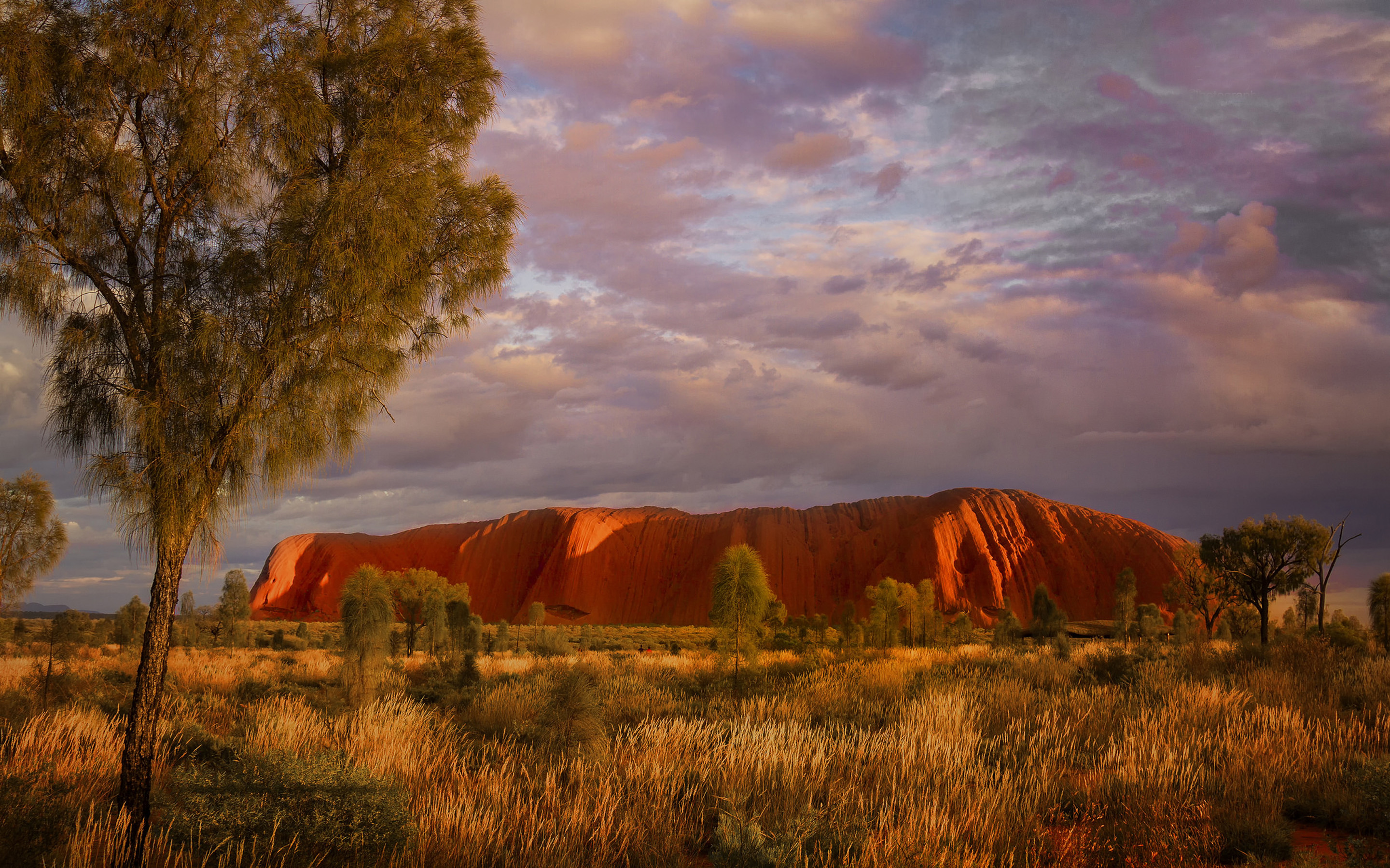 australia, earth, uluru, ayres rock, landscape, sunset, tree, uluru kata tjuta national park