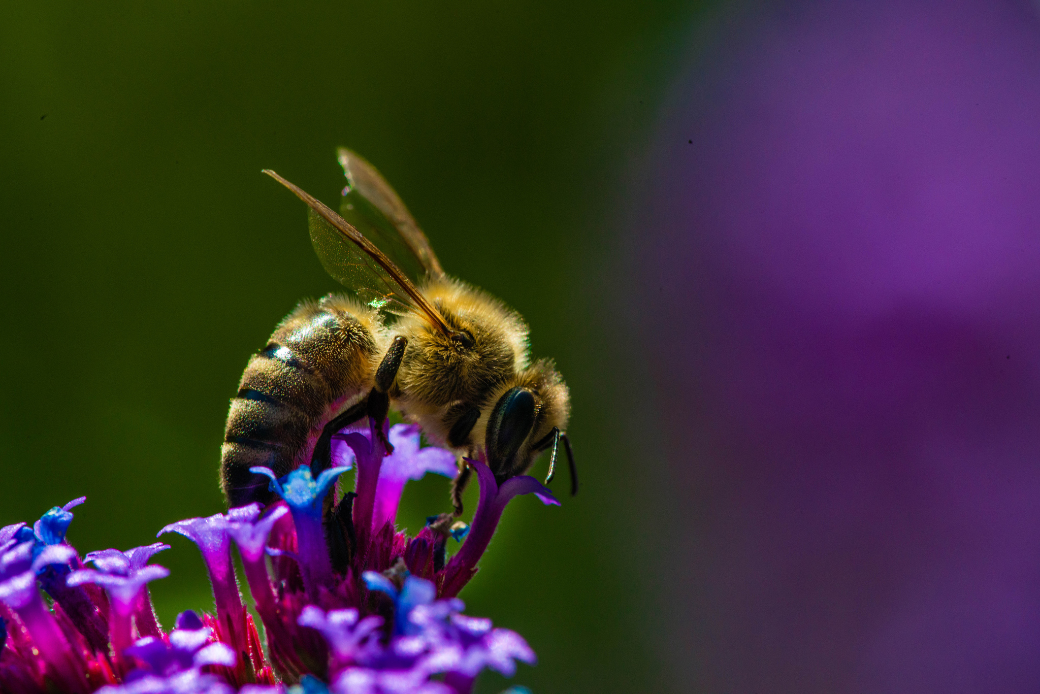 Téléchargez gratuitement l'image Animaux, Insectes, Fleur, Macro, Insecte, Abeille, Fleur Mauve sur le bureau de votre PC