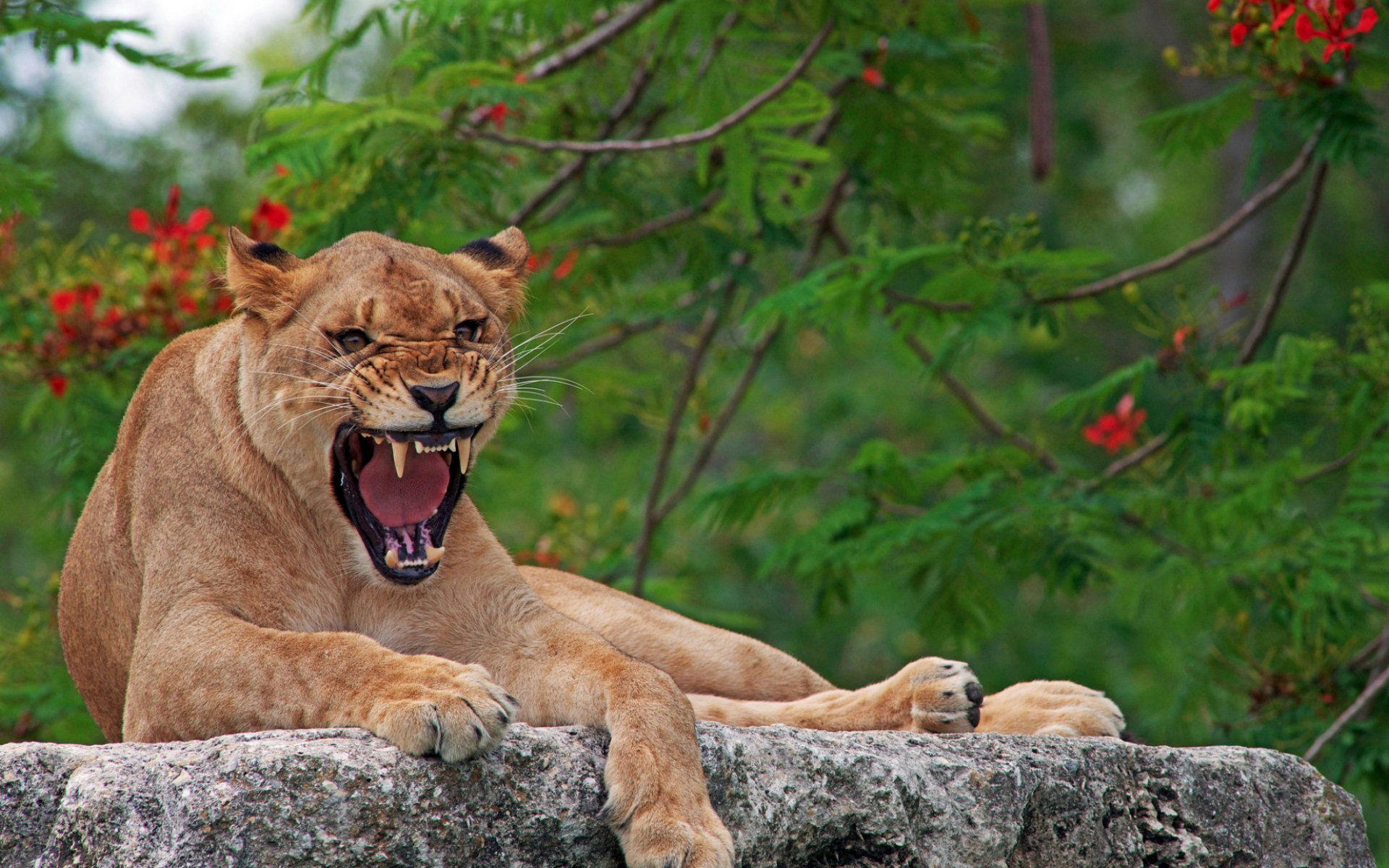 Téléchargez gratuitement l'image Animaux, Chats, Lion sur le bureau de votre PC