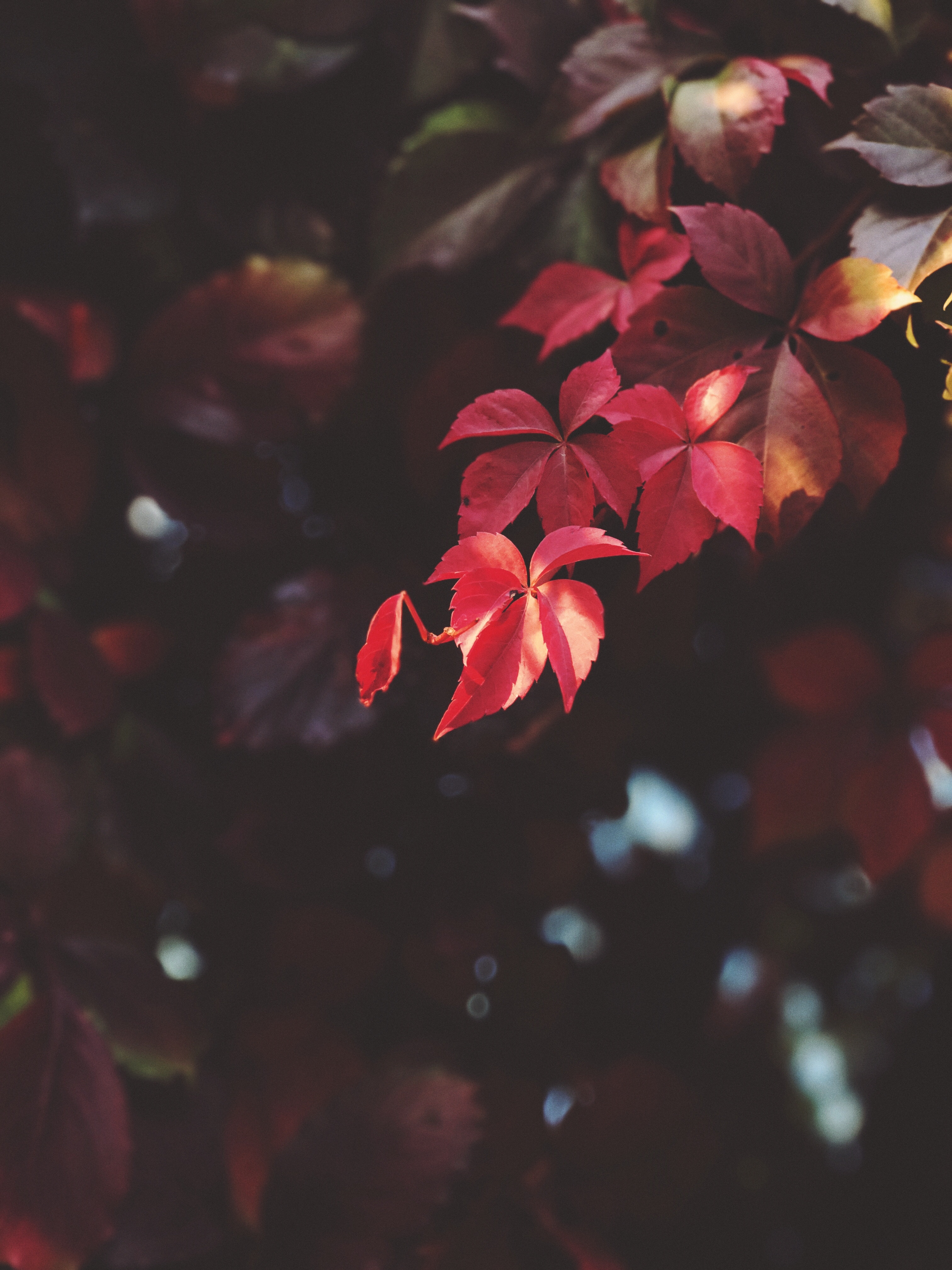 Free download wallpaper Macro, Blur, Smooth, Branch, Plant, Leaves on your PC desktop
