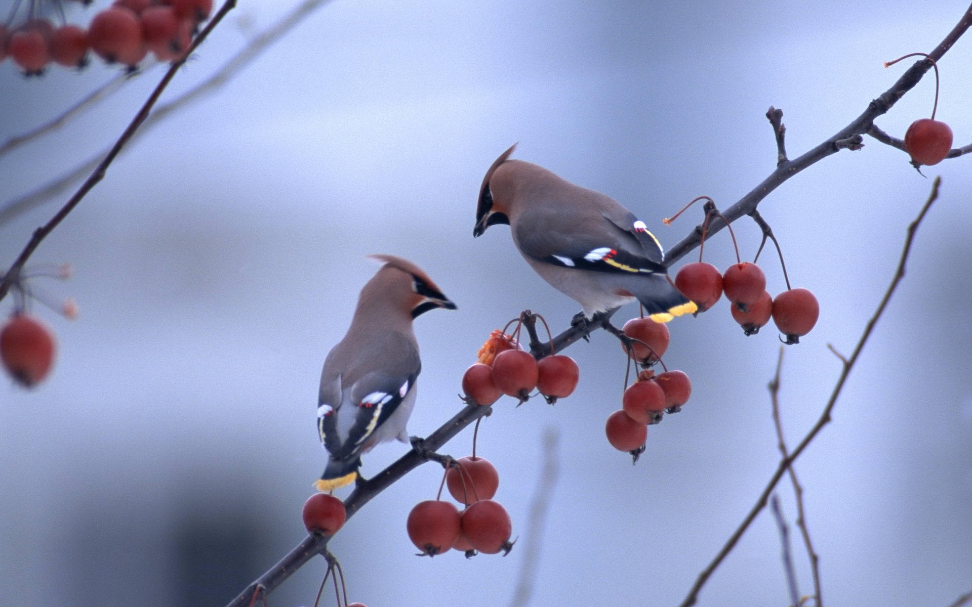 PCデスクトップに鳥, 動物画像を無料でダウンロード