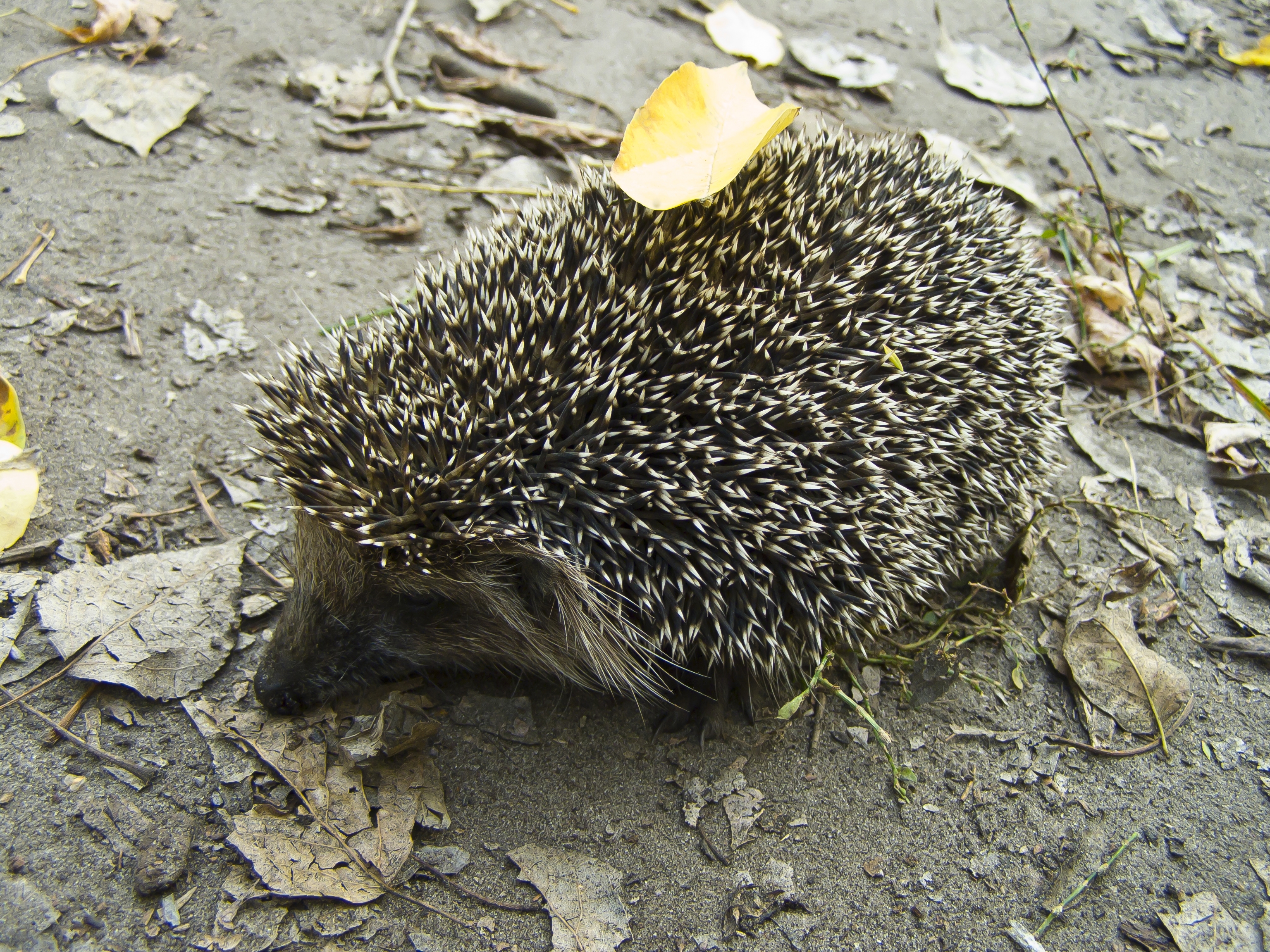 animal, hedgehog, fall, leaf