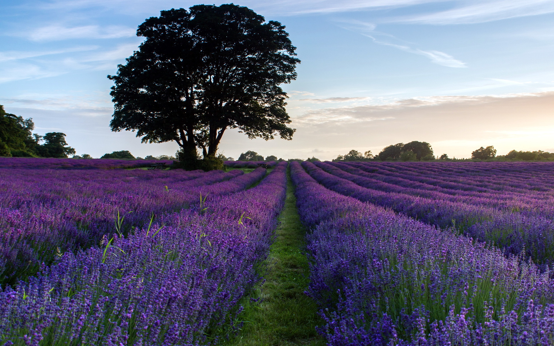 Laden Sie das Blumen, Blume, Lavendel, Erde/natur-Bild kostenlos auf Ihren PC-Desktop herunter
