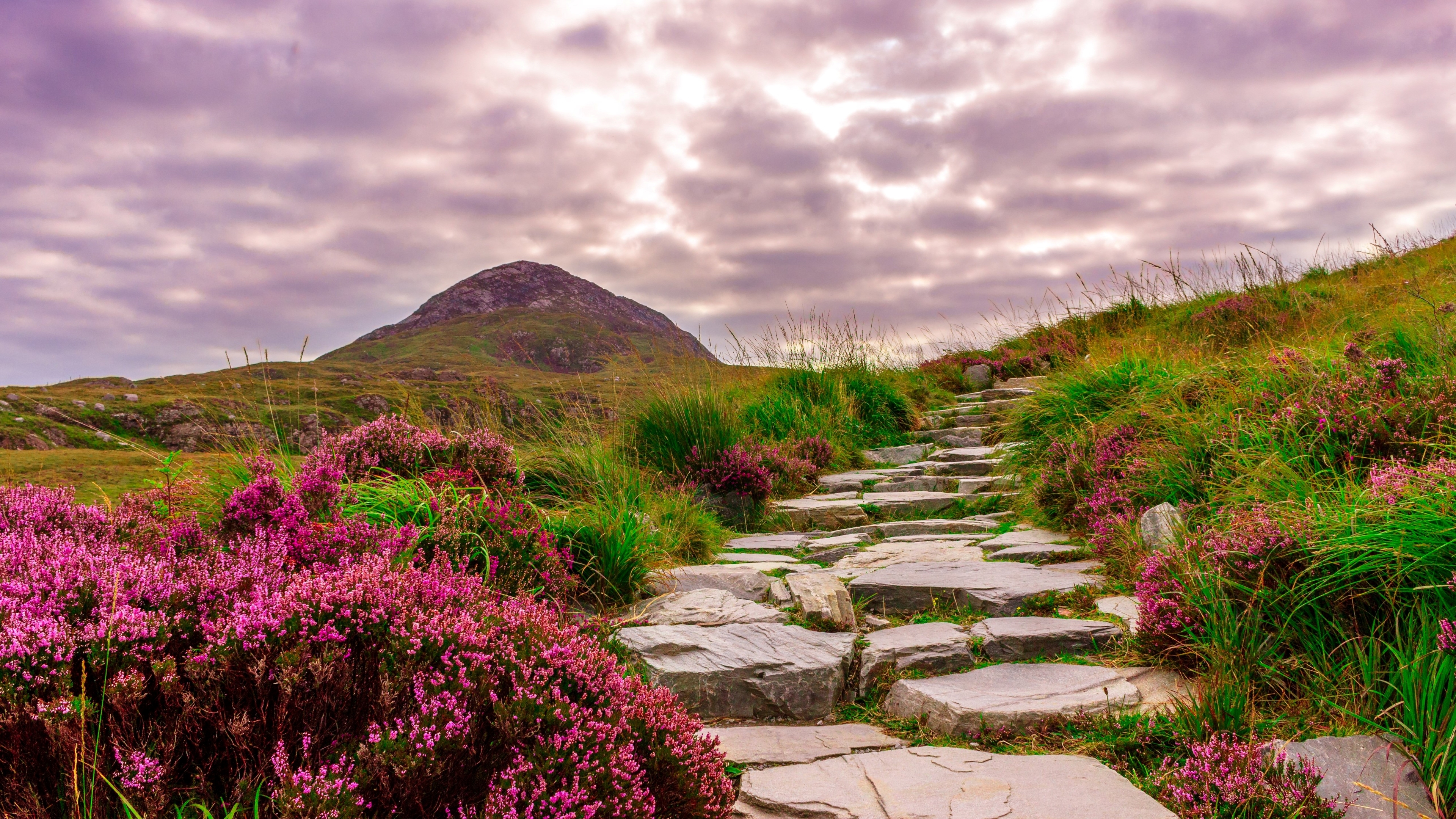 Скачать обои бесплатно Гора, Цветок, Дорожка, Ландшафт, Ирландия, Земля/природа картинка на рабочий стол ПК