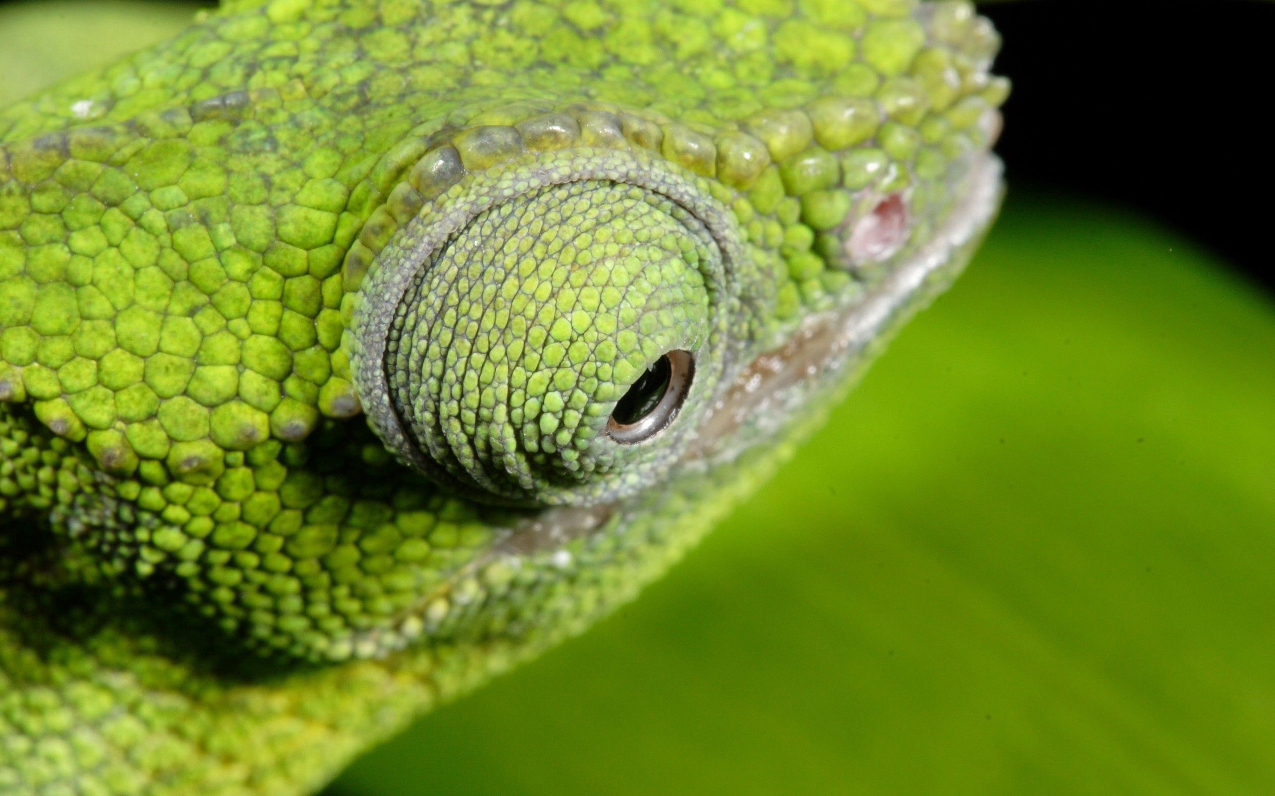 Download mobile wallpaper Animals, Chameleon, Eyes, Color for free.