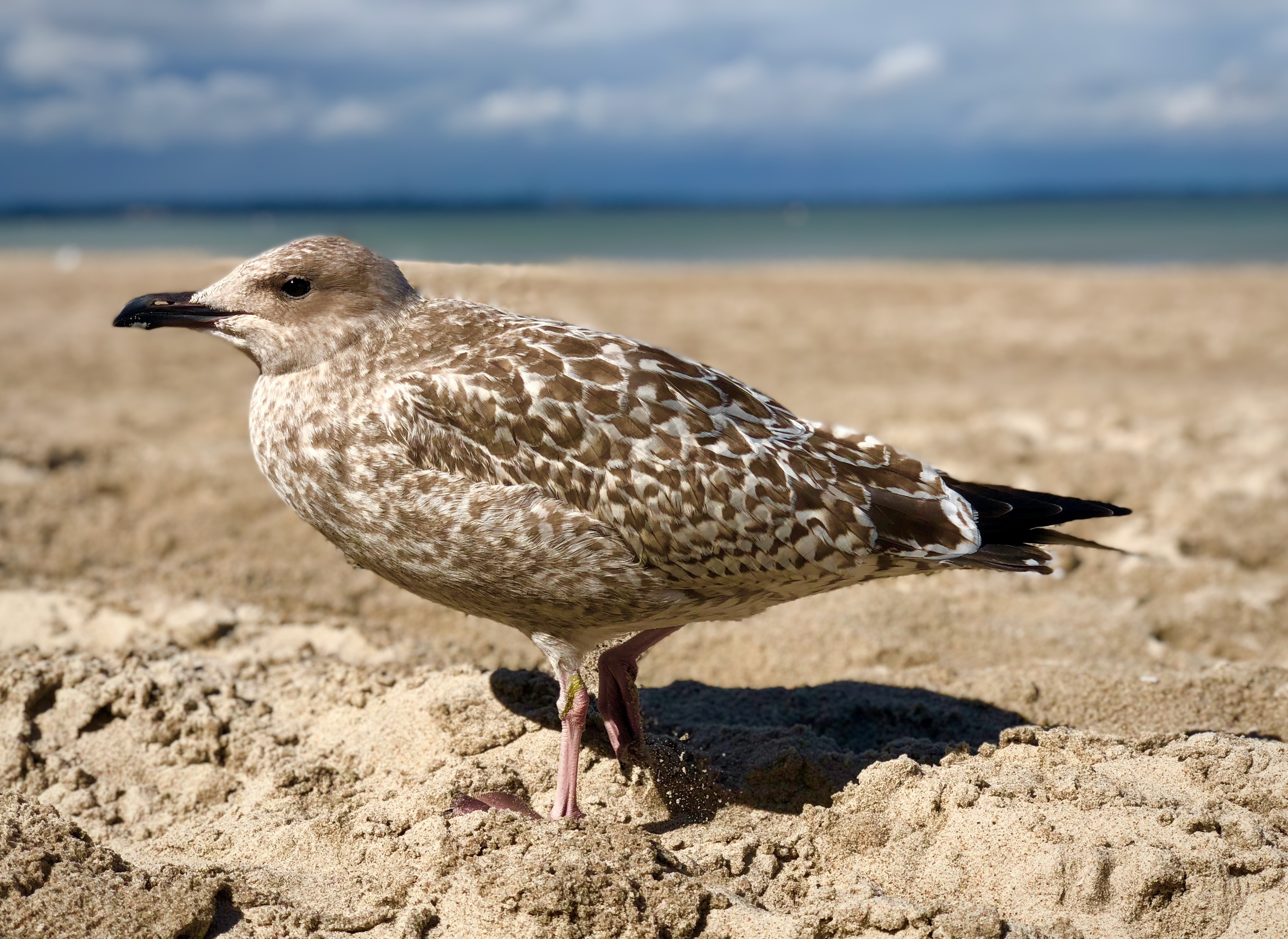 Download mobile wallpaper Birds, Animal, Seagull for free.