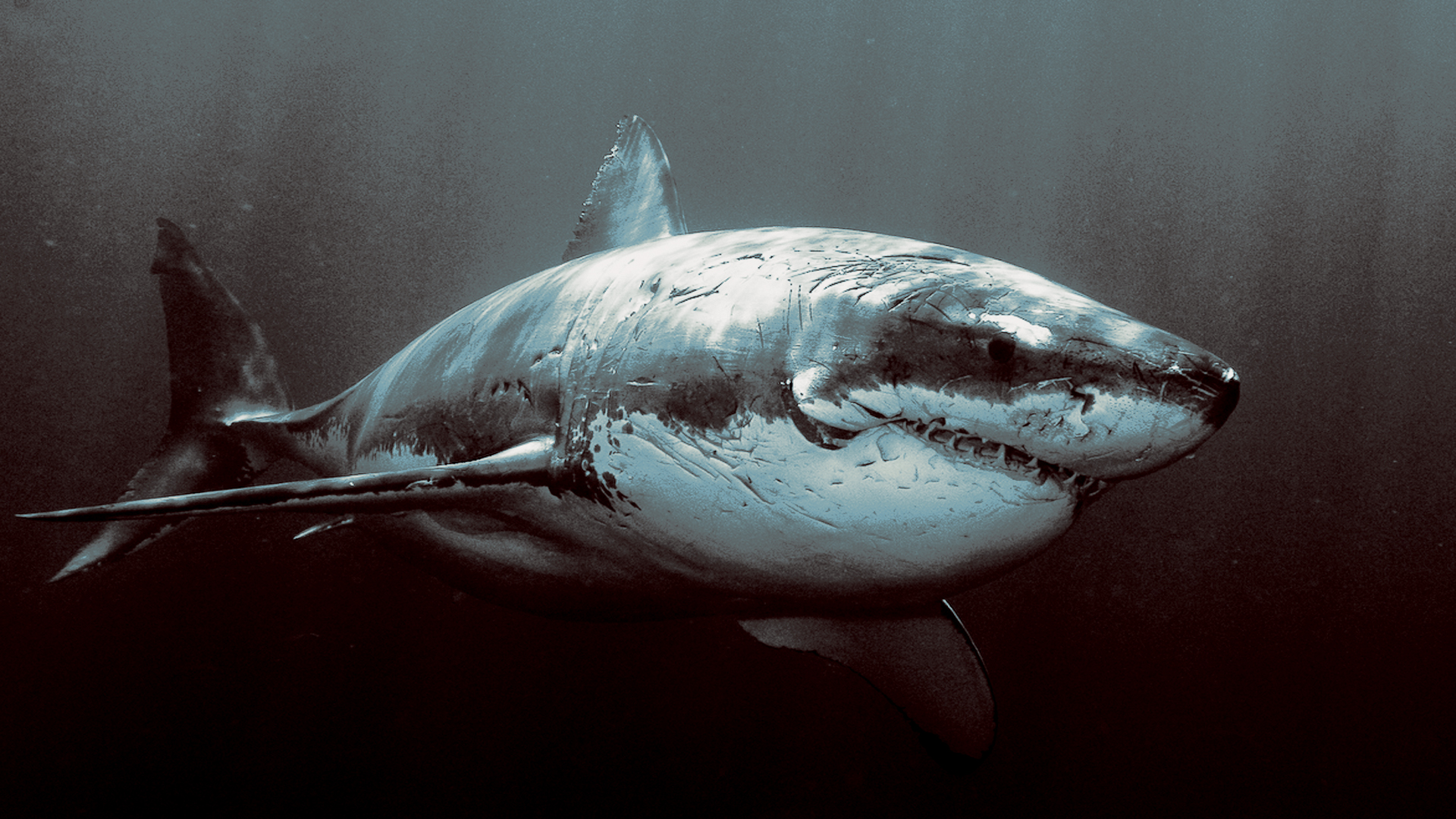 235504 télécharger l'image animaux, requin, les requins - fonds d'écran et économiseurs d'écran gratuits