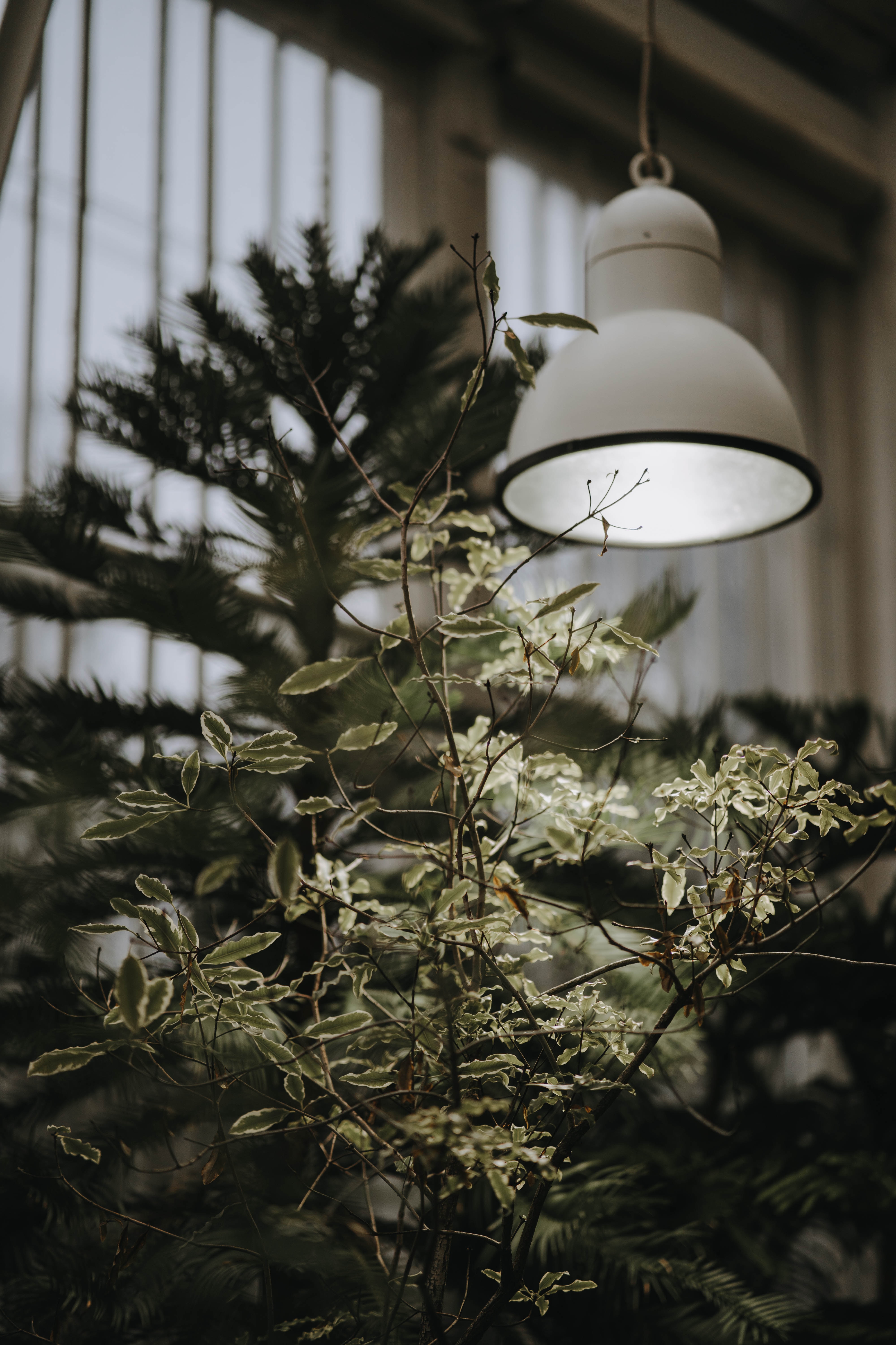 Laden Sie das Pflanze, Licht, Verschiedenes, Holz, Baum, Lampe, Scheinen, Sonstige-Bild kostenlos auf Ihren PC-Desktop herunter