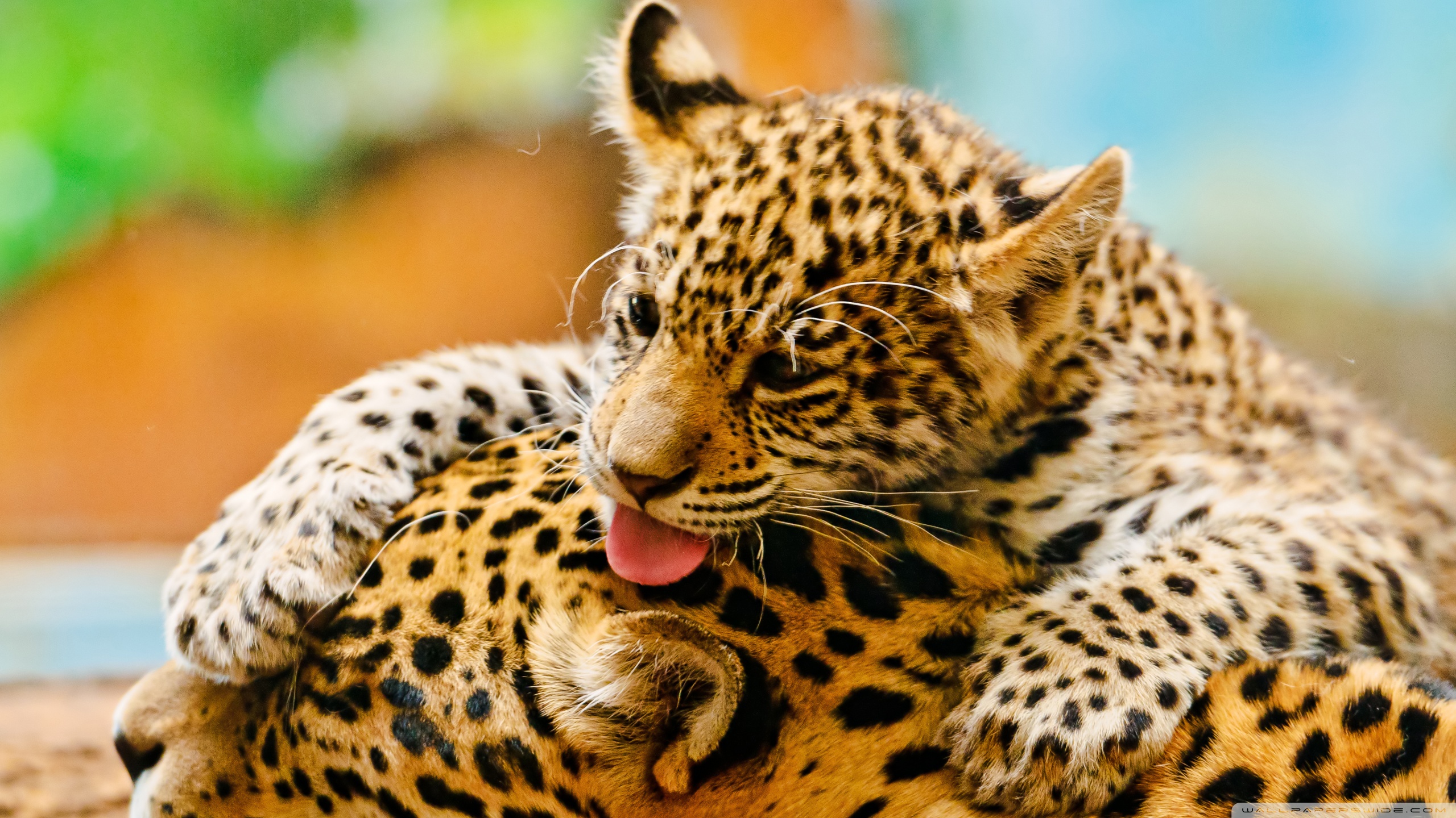 Descarga gratuita de fondo de pantalla para móvil de Animales, Jaguar.