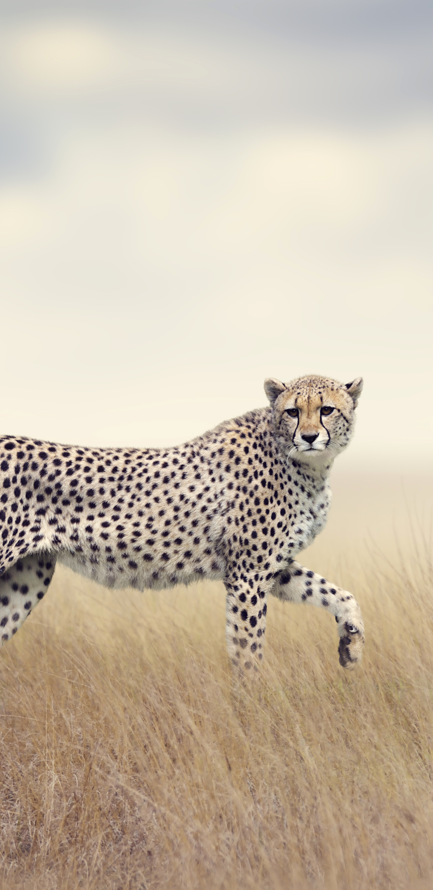 Download mobile wallpaper Cheetah, Cats, Animal for free.