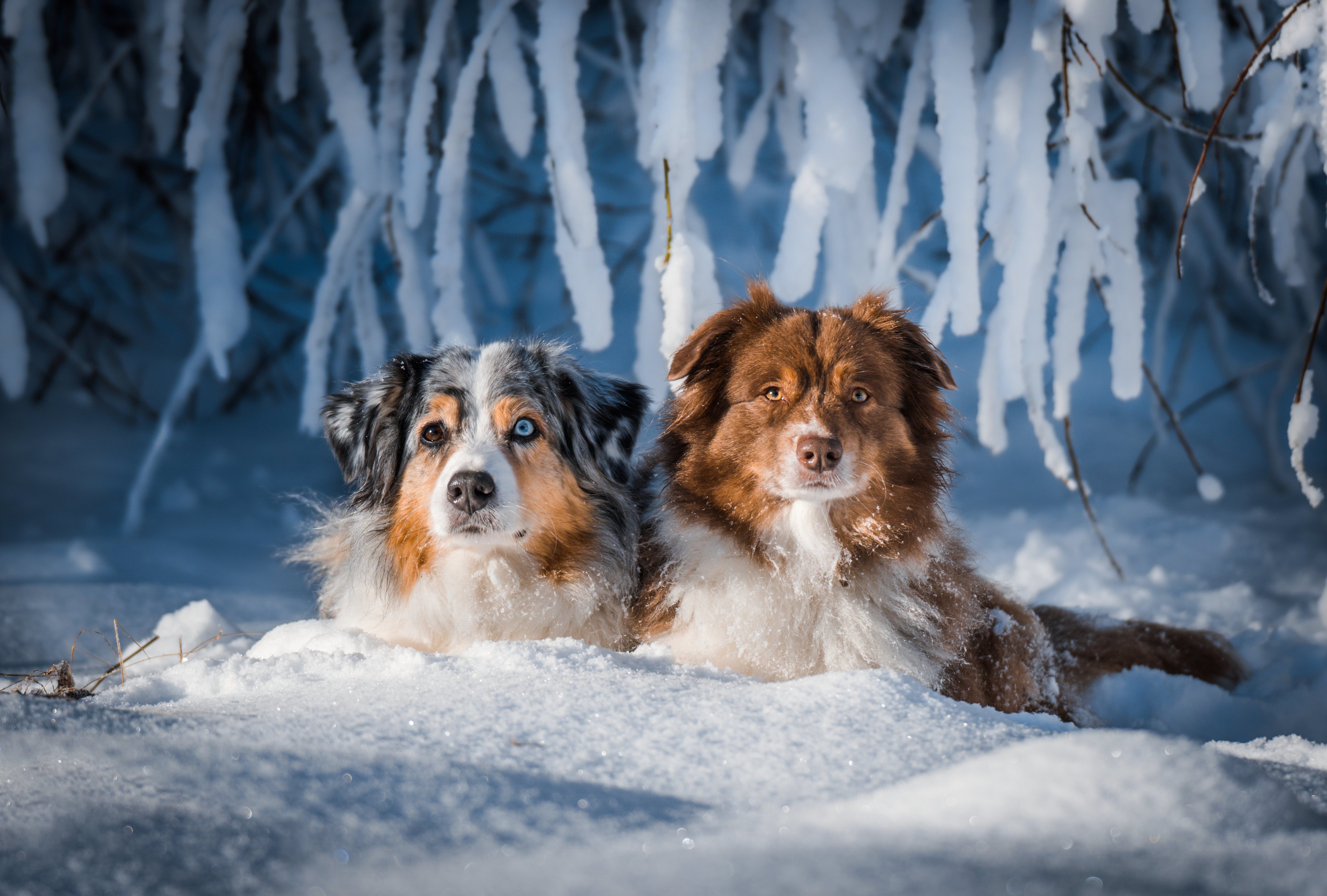 無料モバイル壁紙動物, 冬, 雪, 犬, オーストラリアン シェパードをダウンロードします。