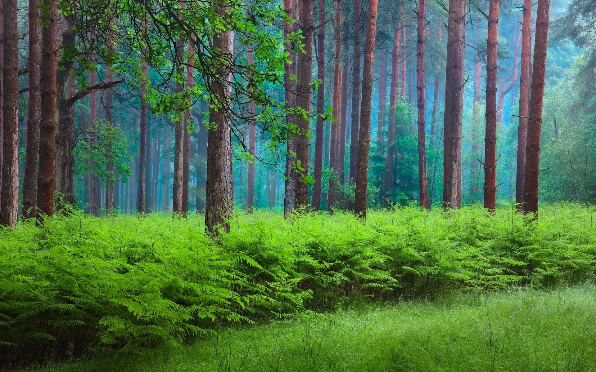 Скачать картинку Папоротник, Лес, Туман, Зеленый, Весна, Земля/природа в телефон бесплатно.