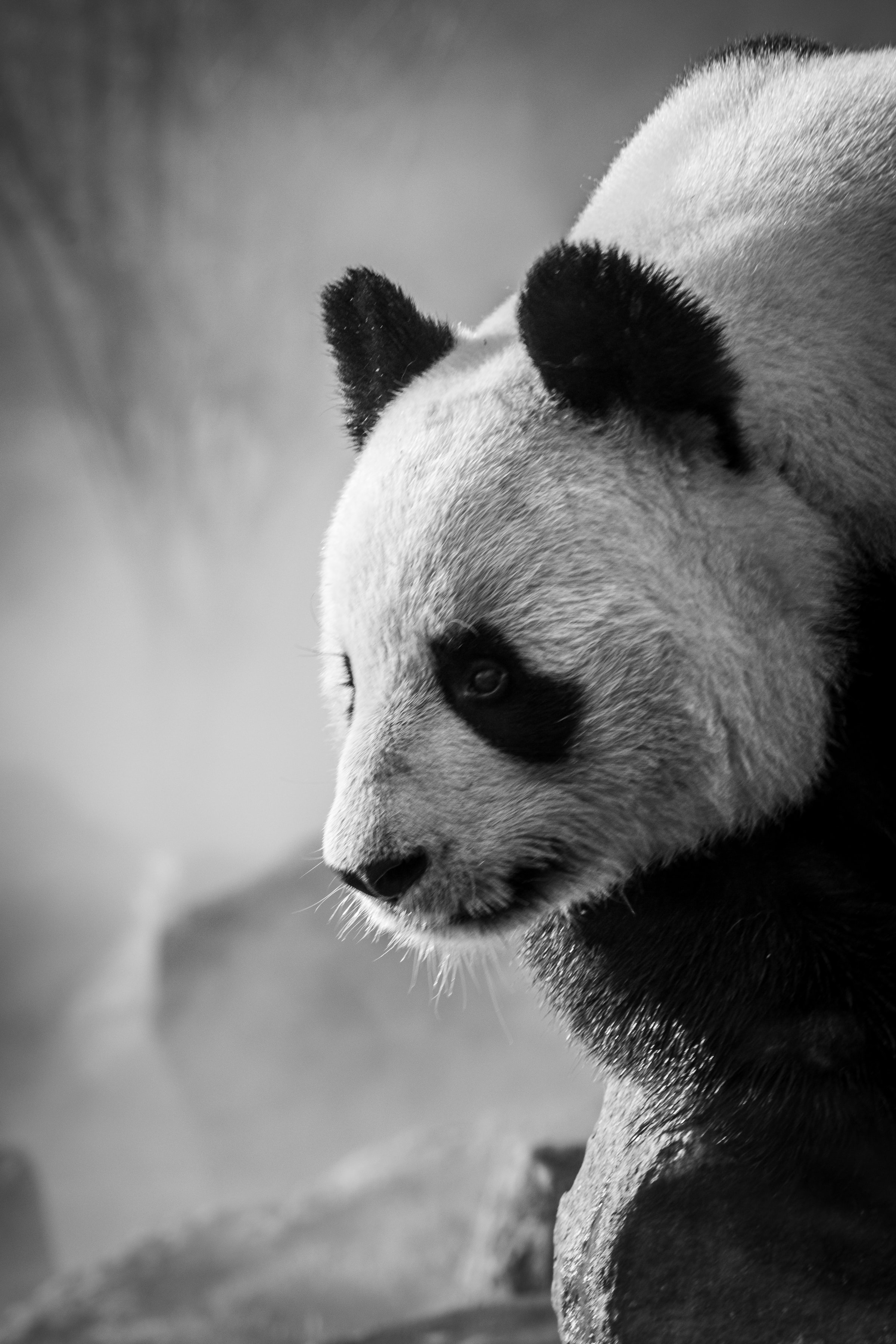 138191 завантажити картинку панда, тварини, чб, тварина, профіль - шпалери і заставки безкоштовно