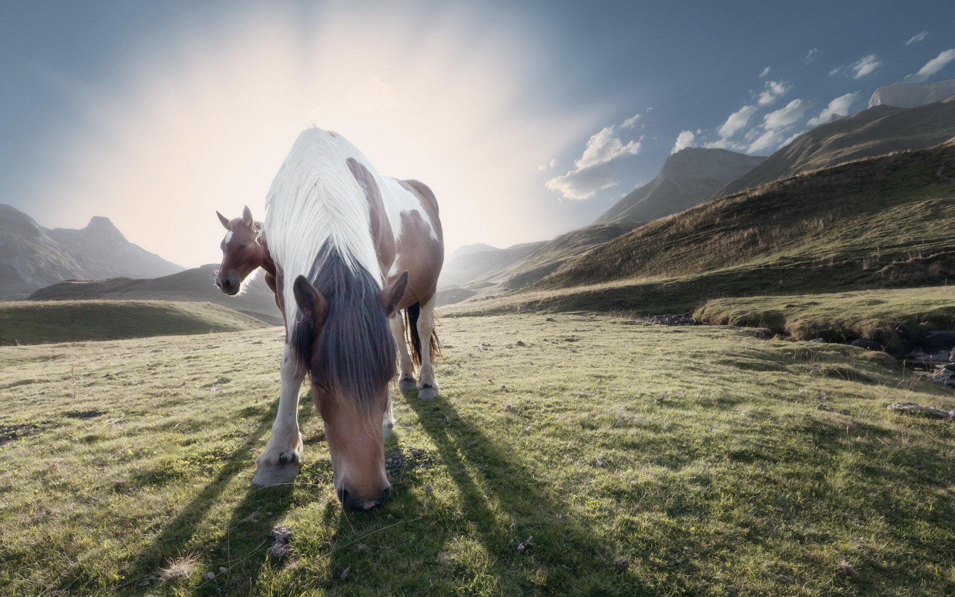 Handy-Wallpaper Tiere, Hauspferd kostenlos herunterladen.