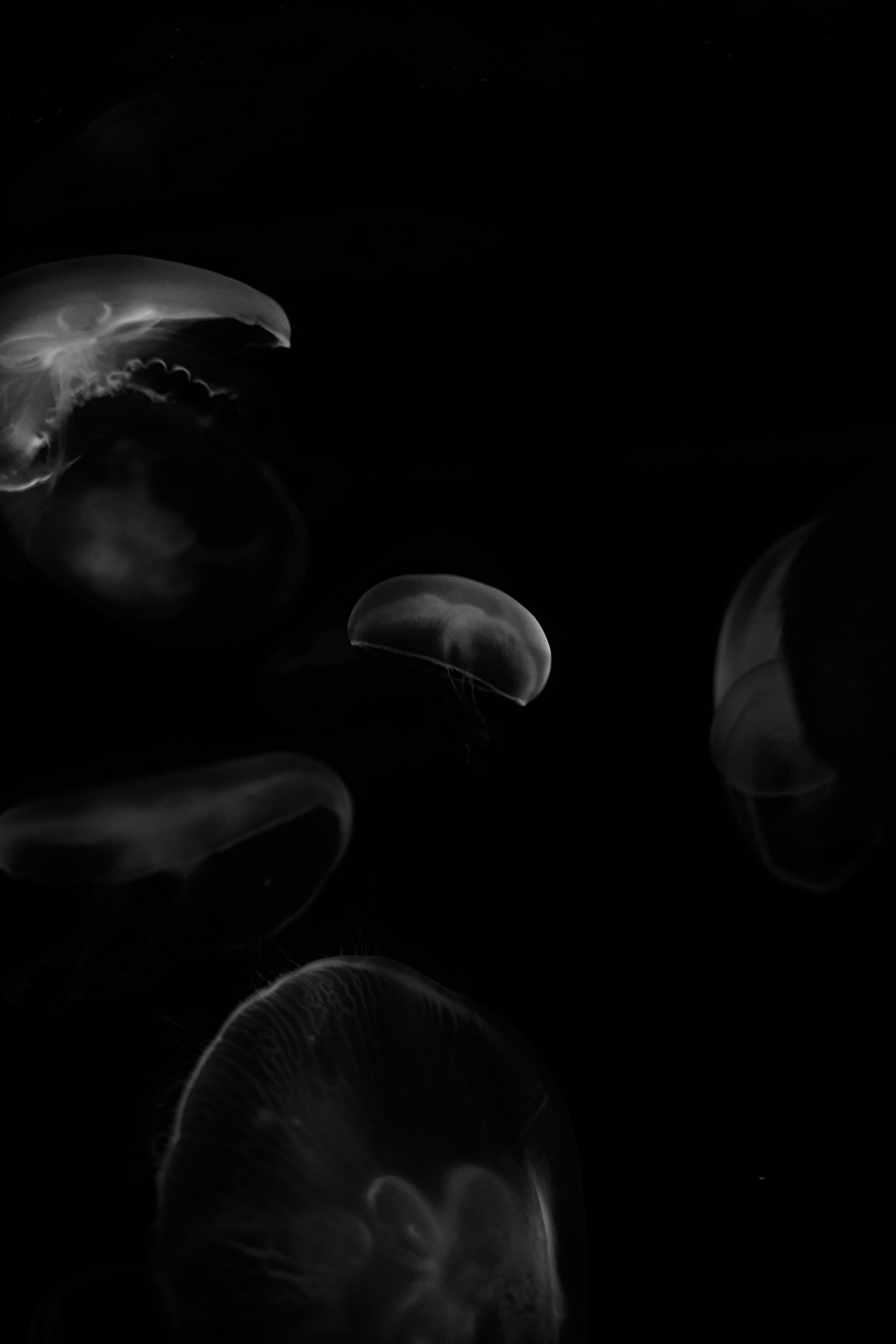 Free download wallpaper Animals, Bw, Jellyfish, Form, Chb, Forms on your PC desktop