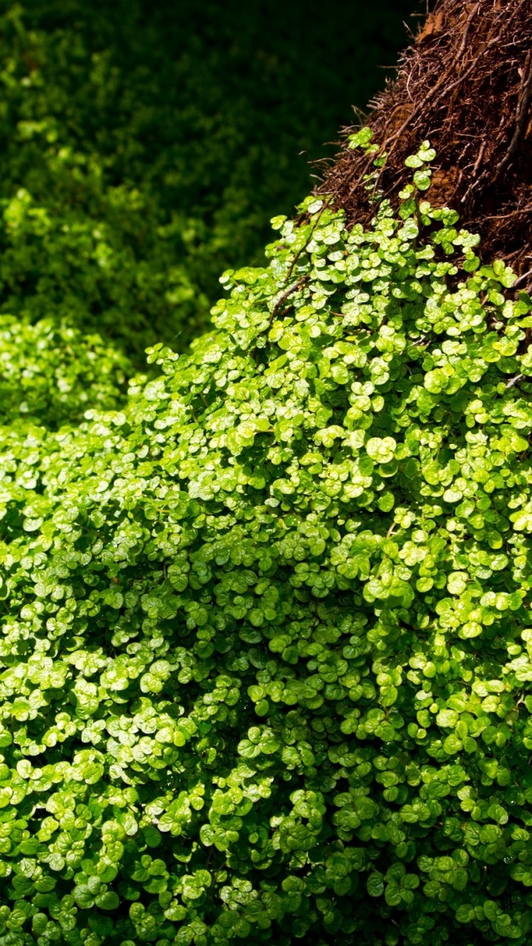 Download mobile wallpaper Earth, Clover for free.