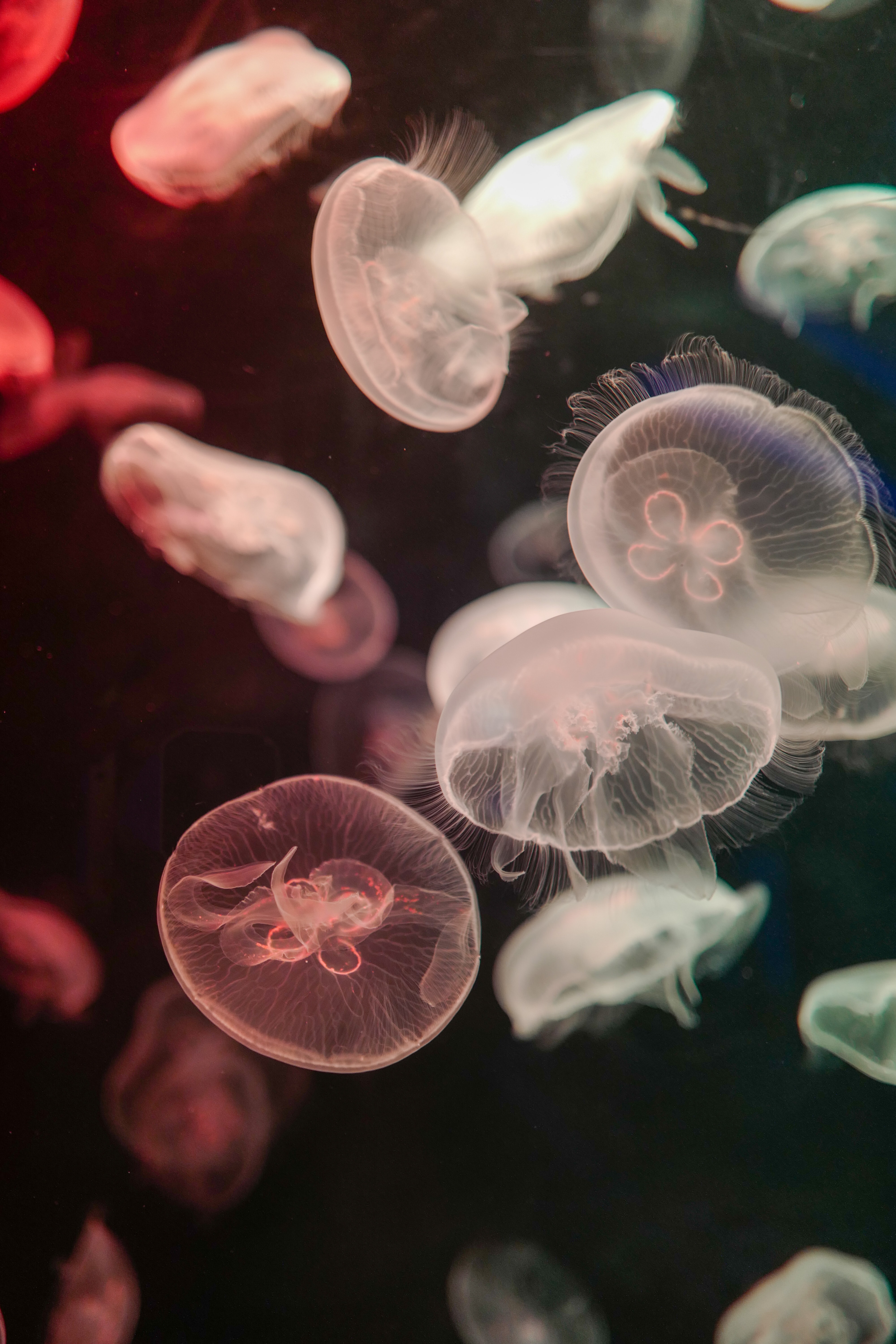 Laden Sie das Wasser, Jellyfish, Unterwasser, Klasse, Tiere, Tentakel-Bild kostenlos auf Ihren PC-Desktop herunter