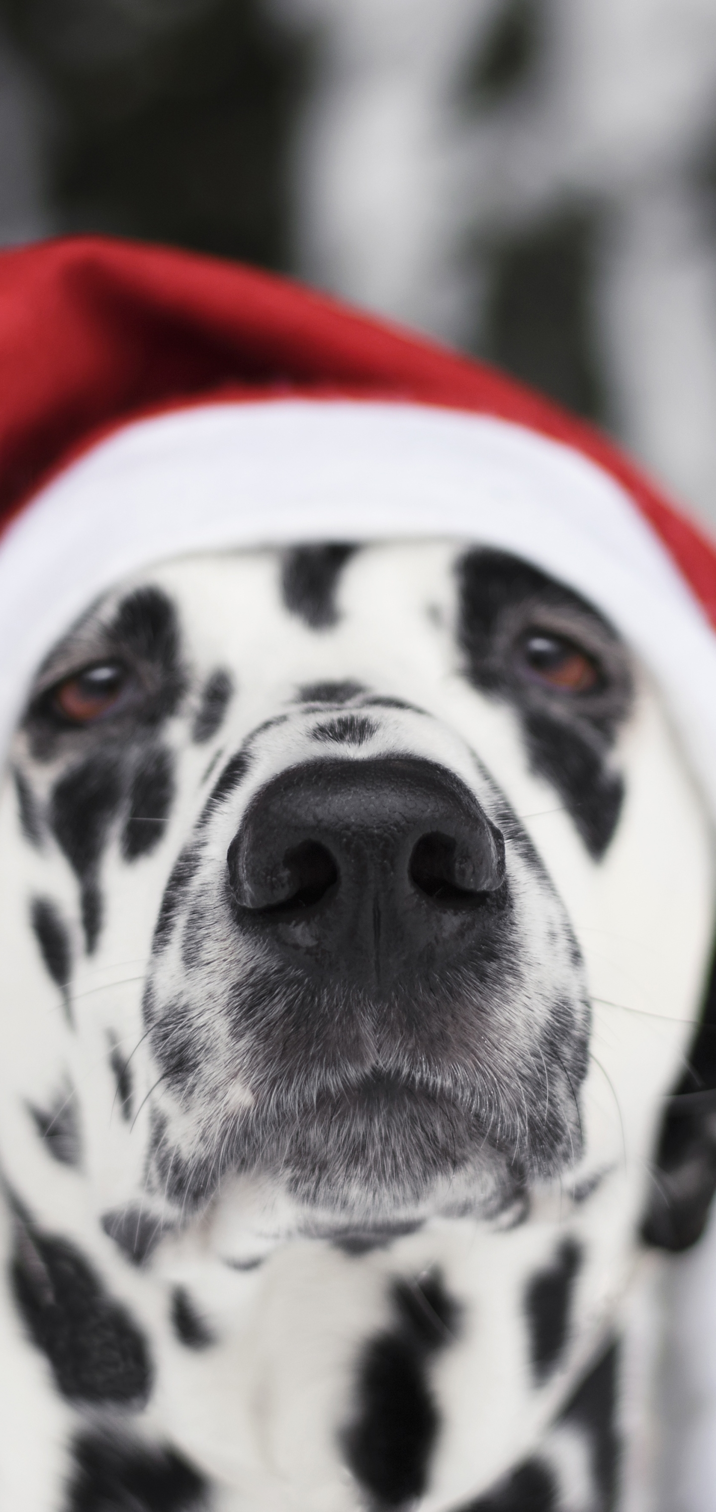 Handy-Wallpaper Tiere, Hunde, Hund, Schnauze, Dalmatiner, Weihnachtsmütze kostenlos herunterladen.