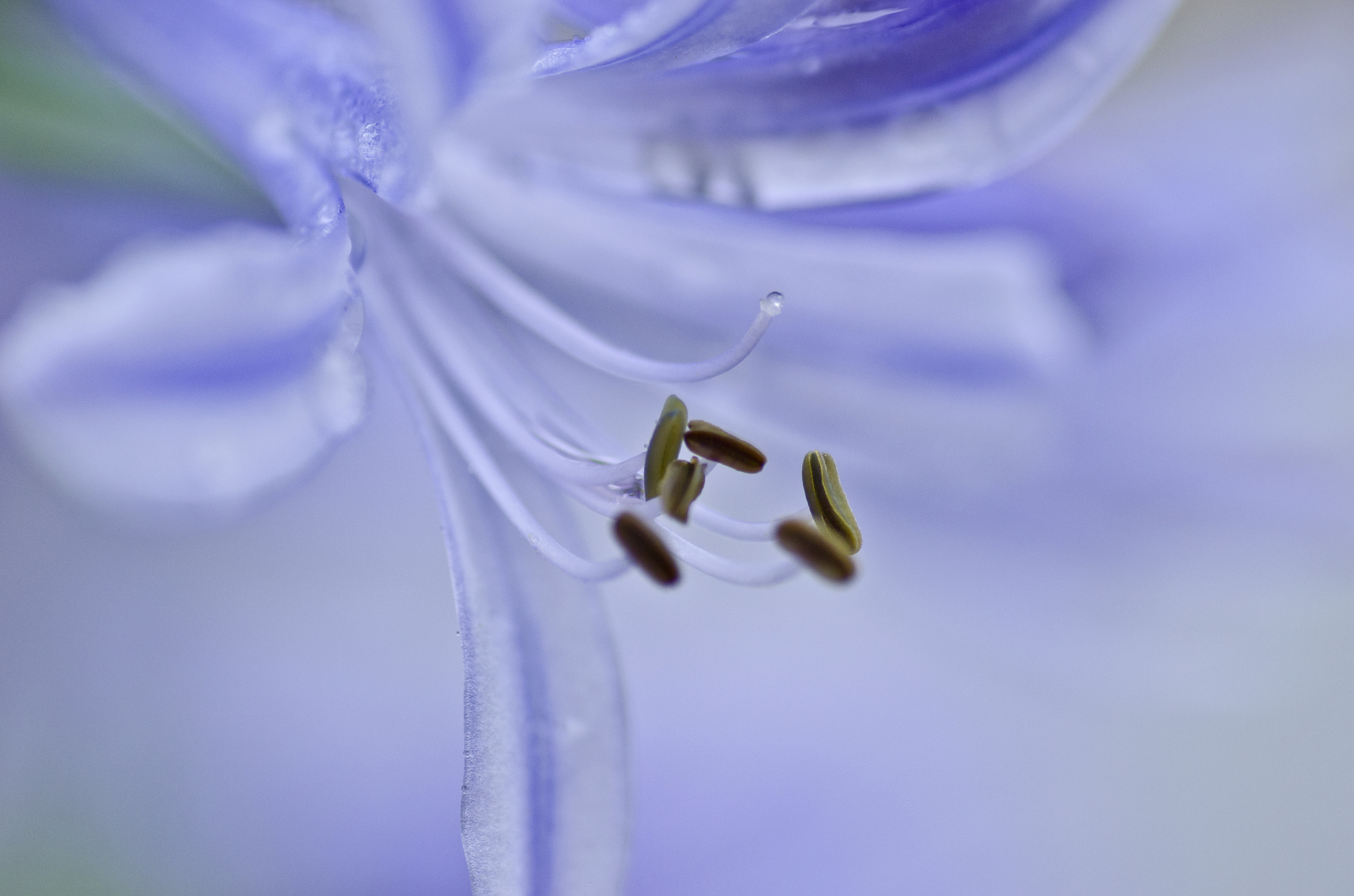 Descarga gratis la imagen Flores, Flor, Flor Purpura, Tierra/naturaleza, Macrofotografía en el escritorio de tu PC