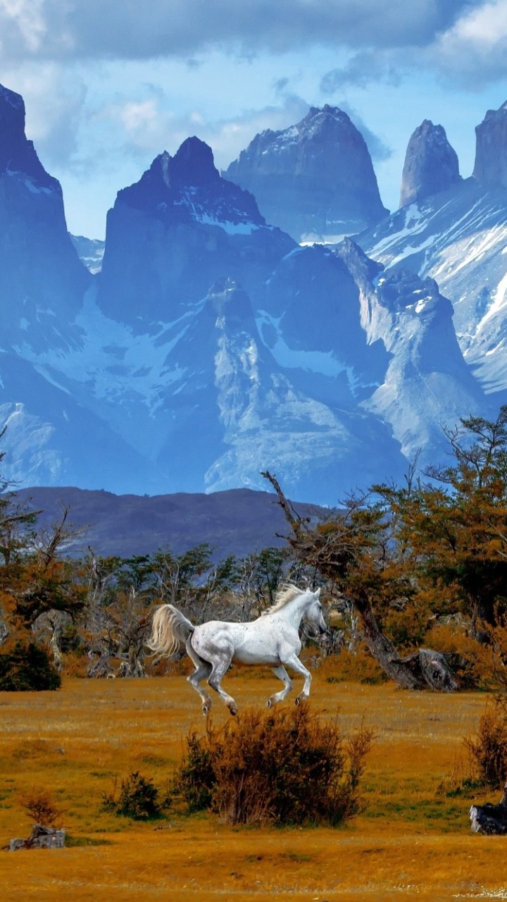 Скачать картинку Животные, Пейзаж, Гора, Лошадь, Ландшафт, Чили, Патагония в телефон бесплатно.